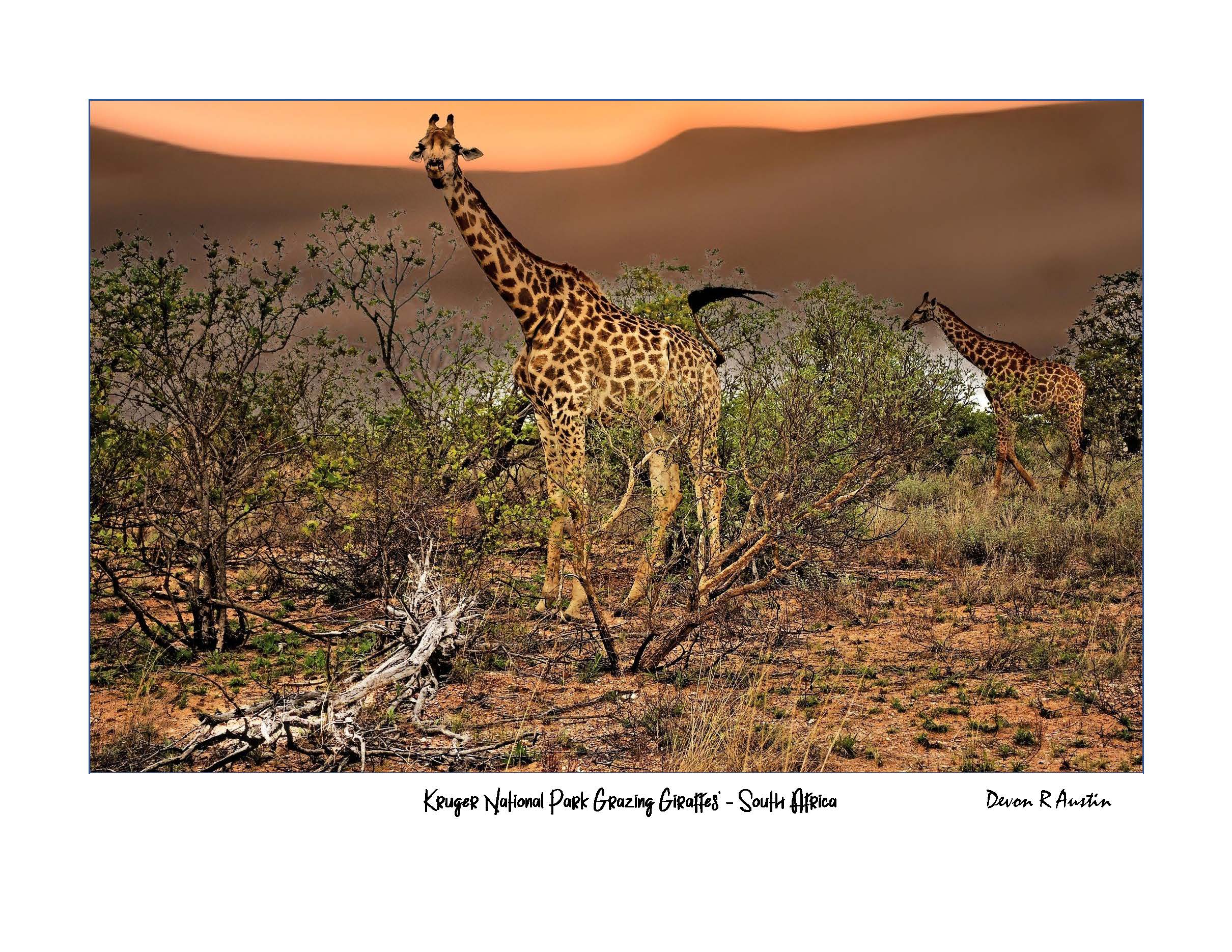 Kruger National Park - Grazing Giraffes 