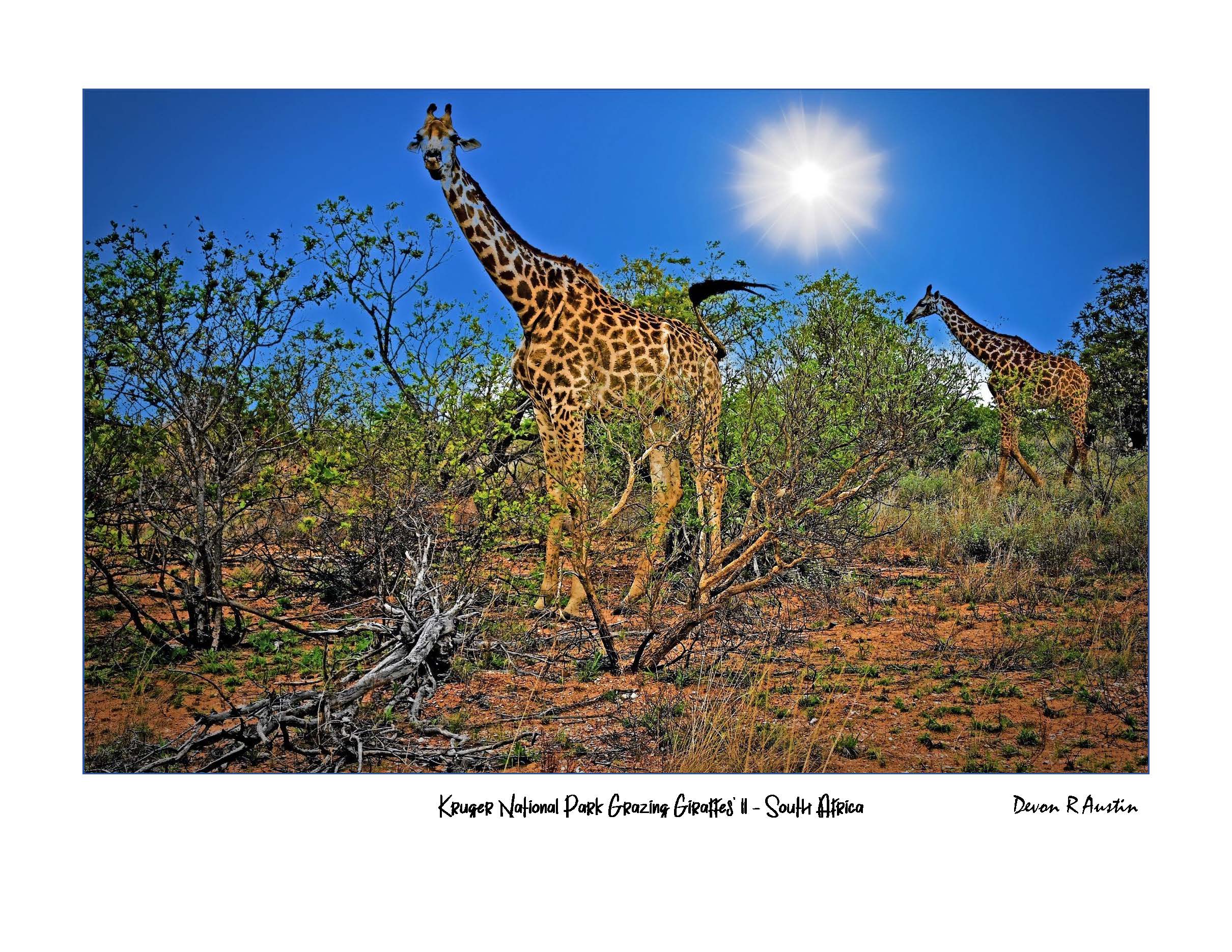 Kruger National Park Grazing Giraffes Print