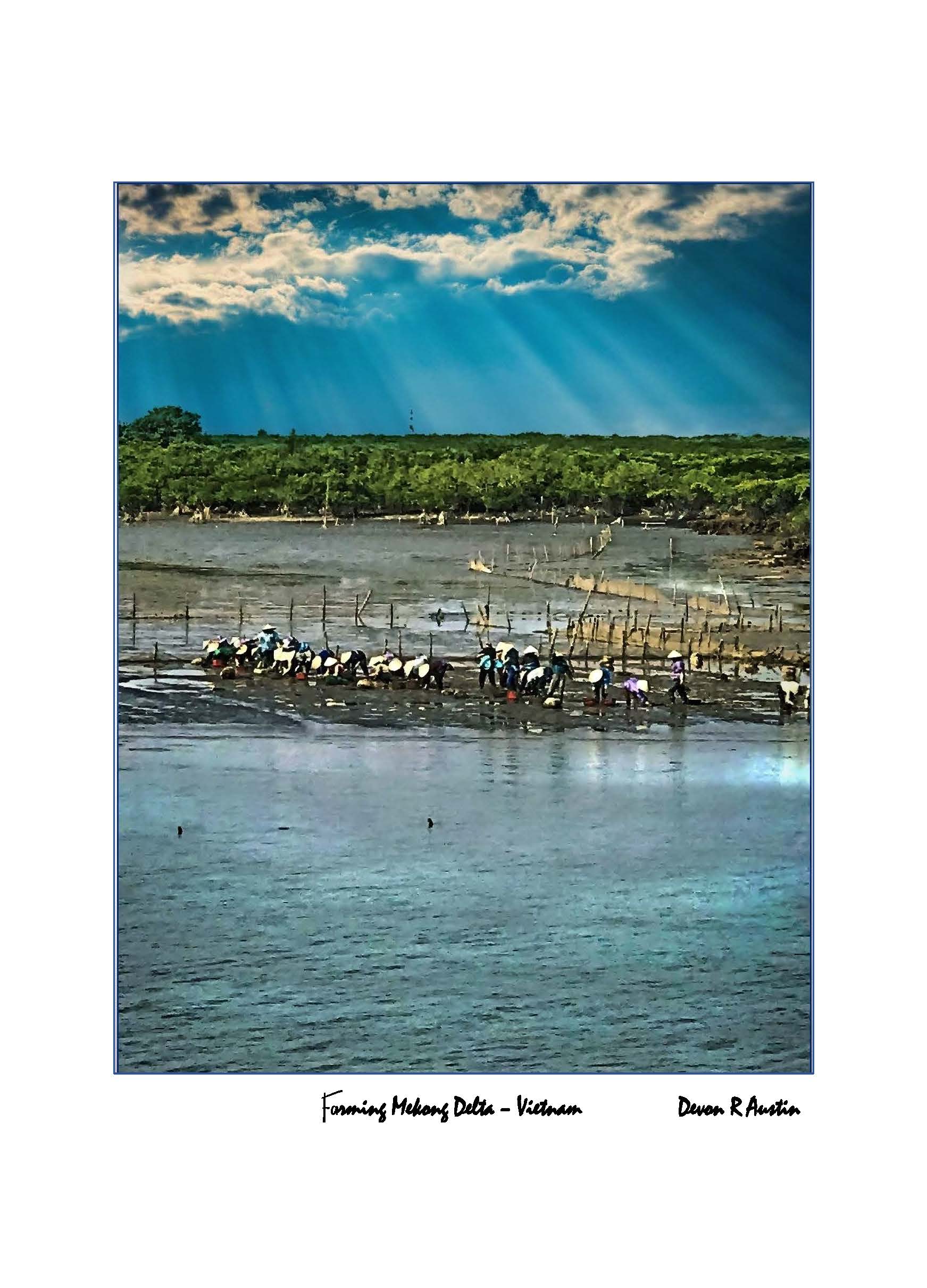 Rice Farming, Mekong Delta Vietnam