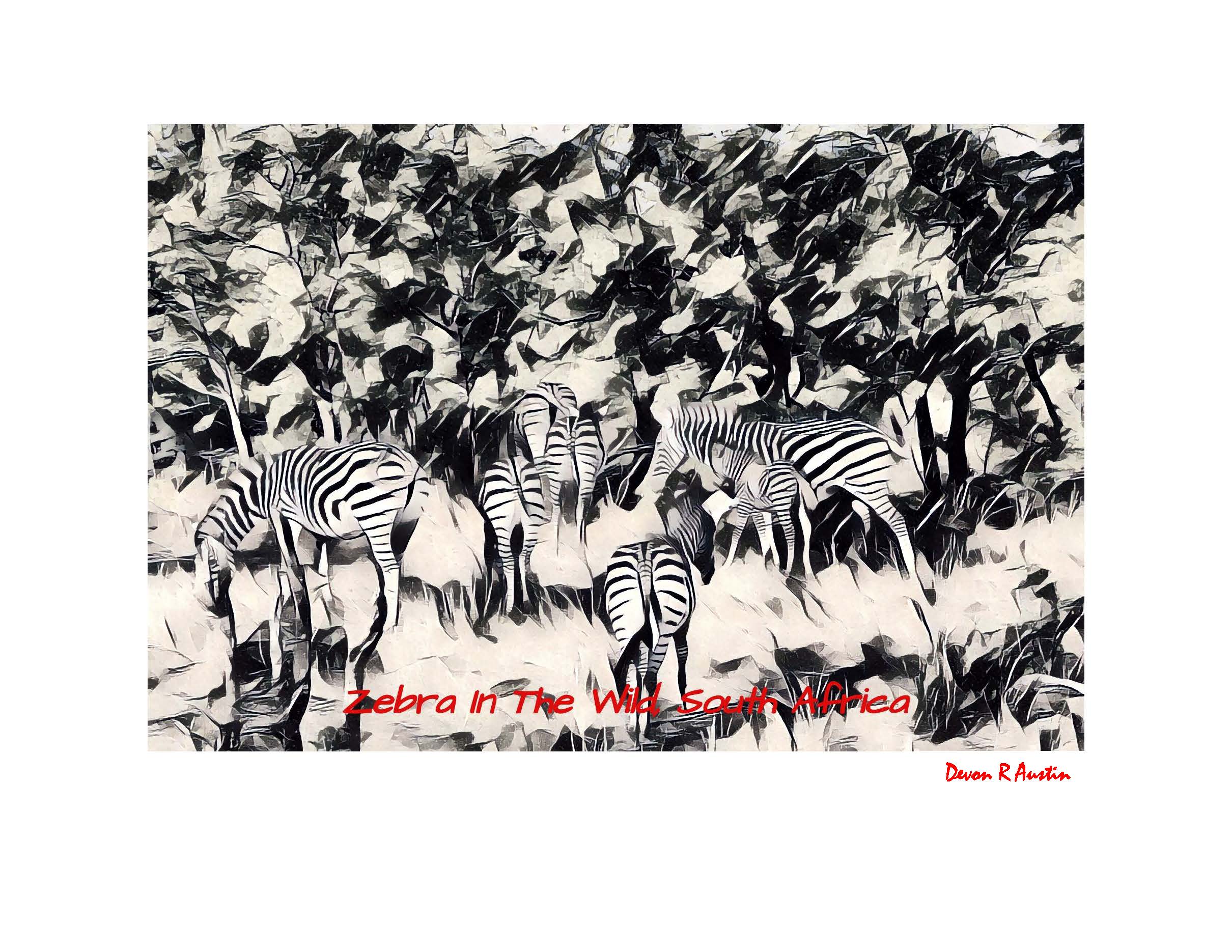 Zebra in The Wild (BW)