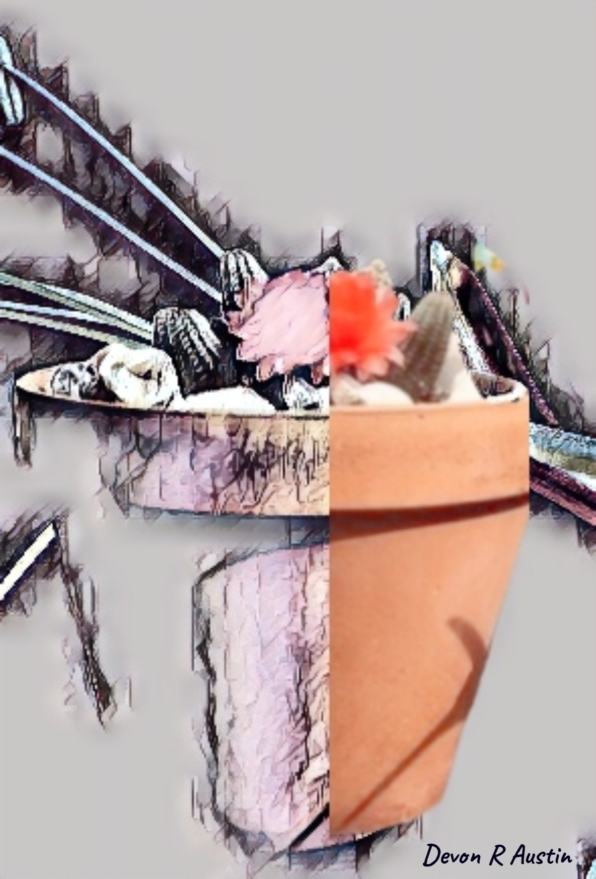 The Cactus Series - A Study in Contrast