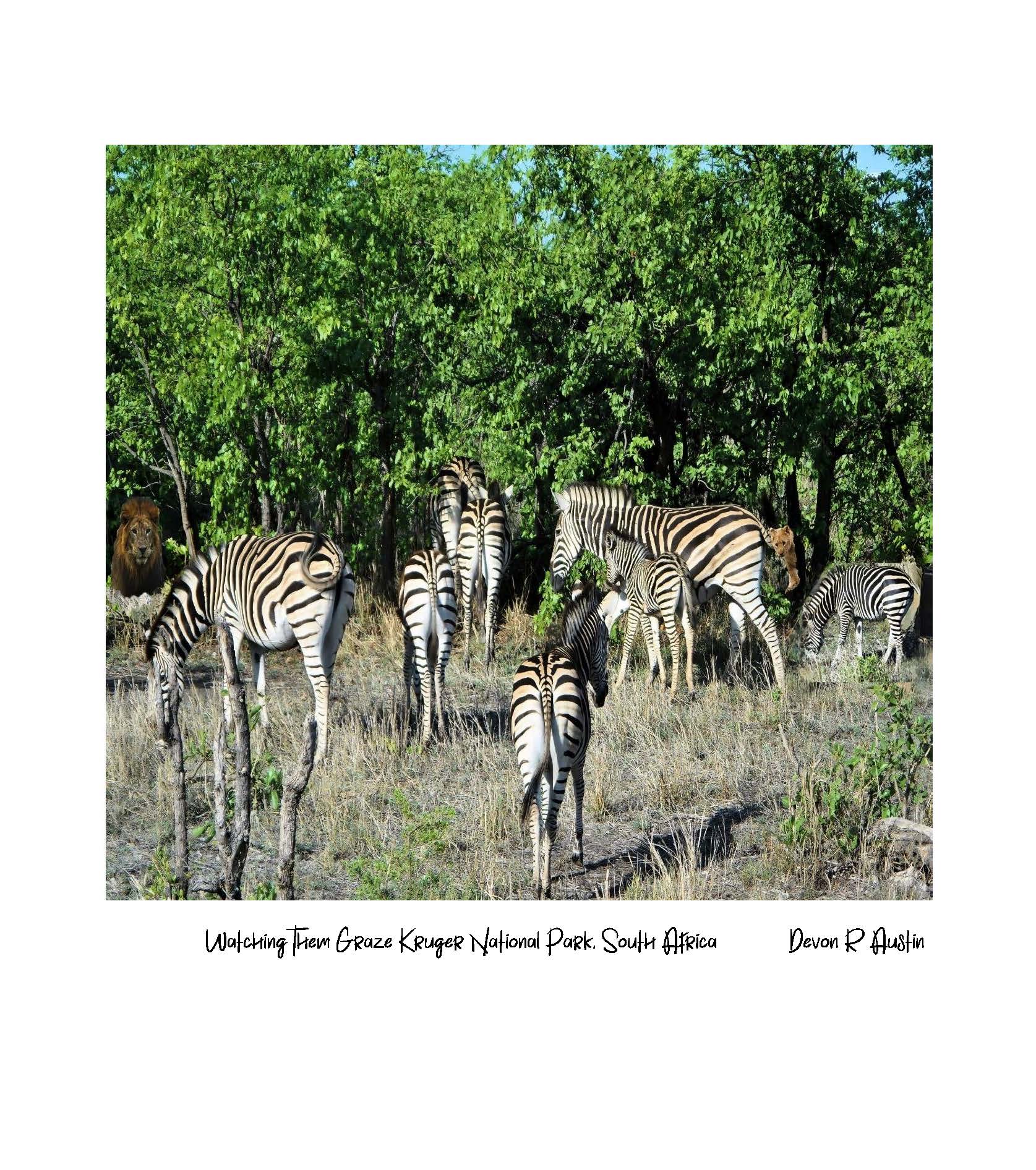 Watching Them Graze - Kruger National Park South Africa