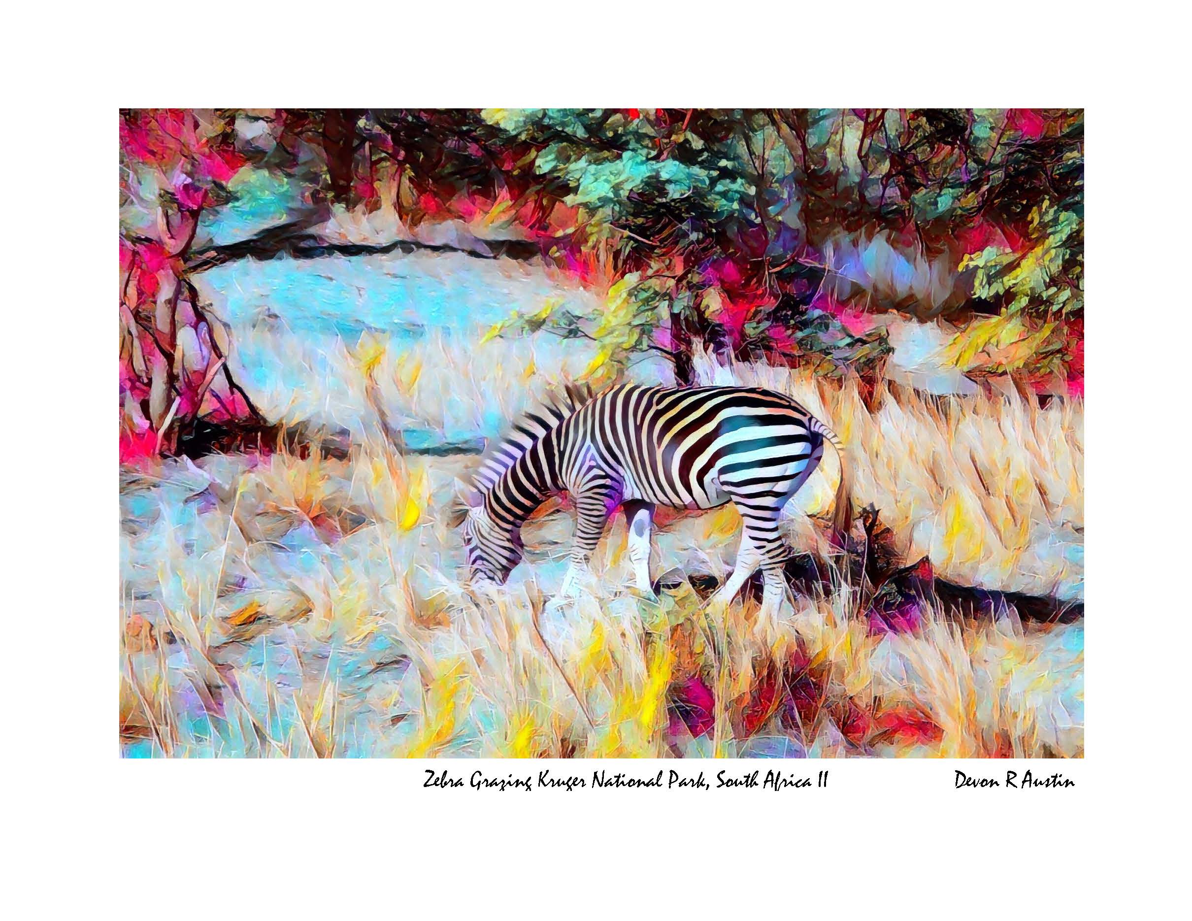 Zebra Grazing Kruger National Park, South Africa