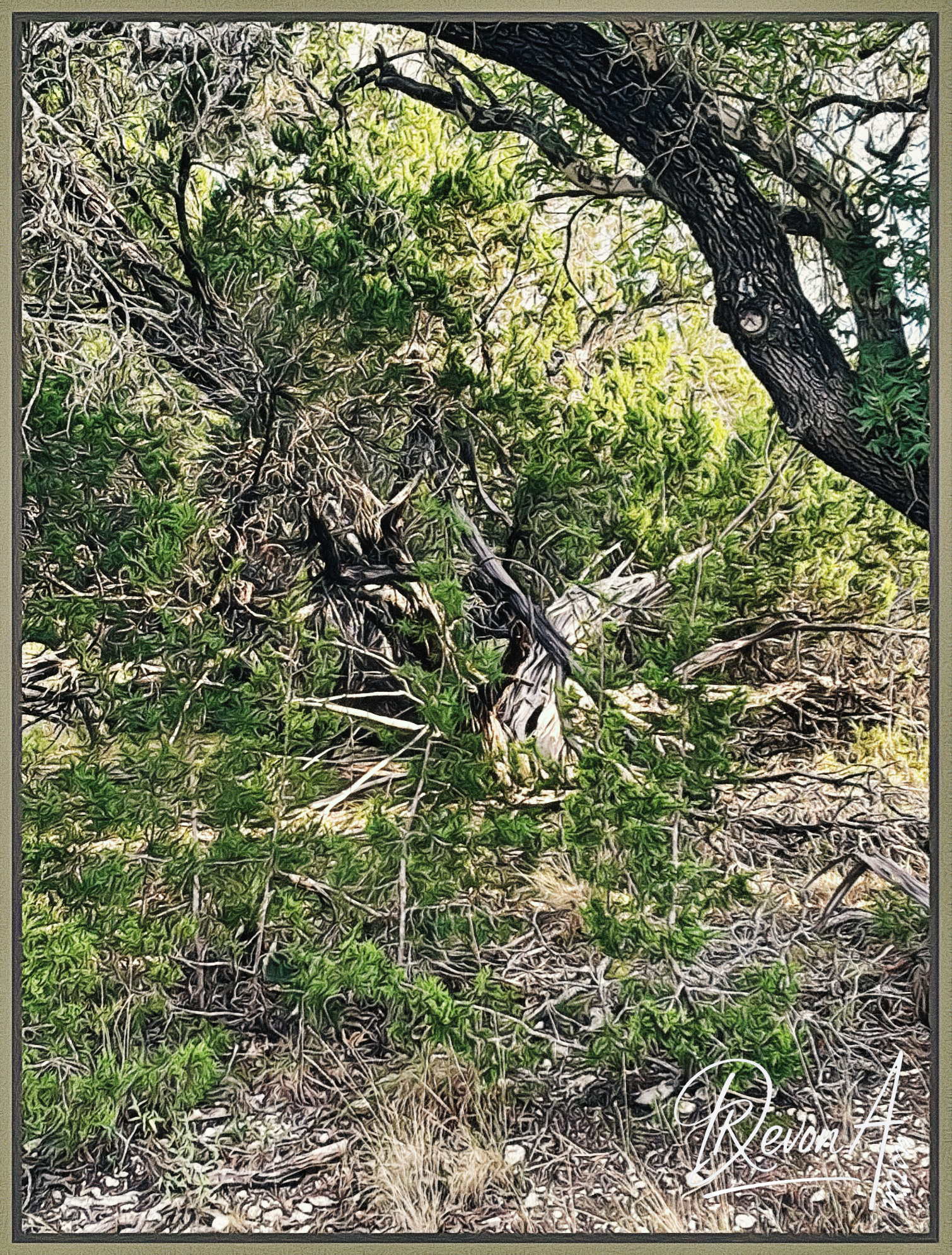 Sunset Canyon N Walk