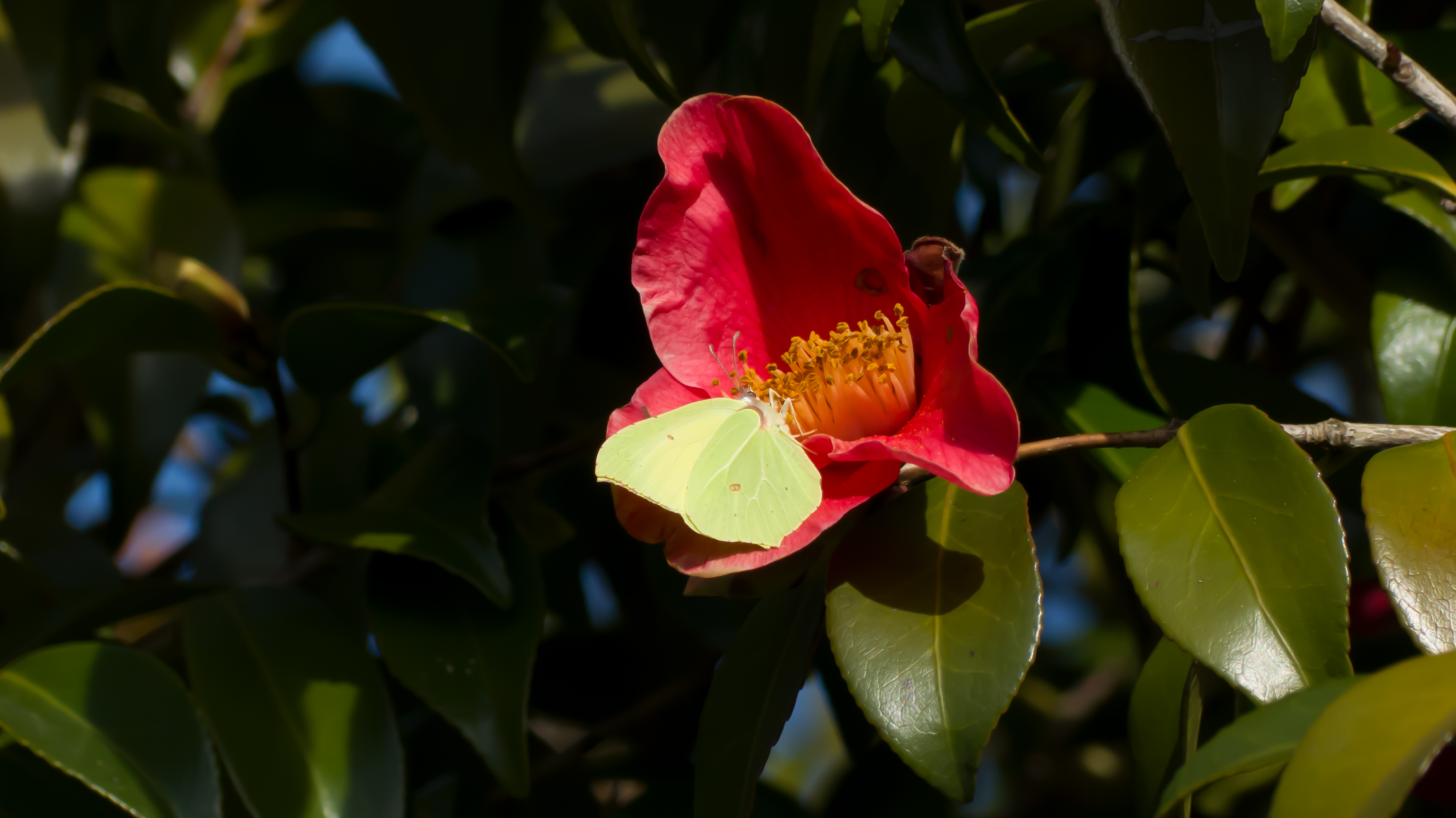 Papillon sur une fleur de camélia