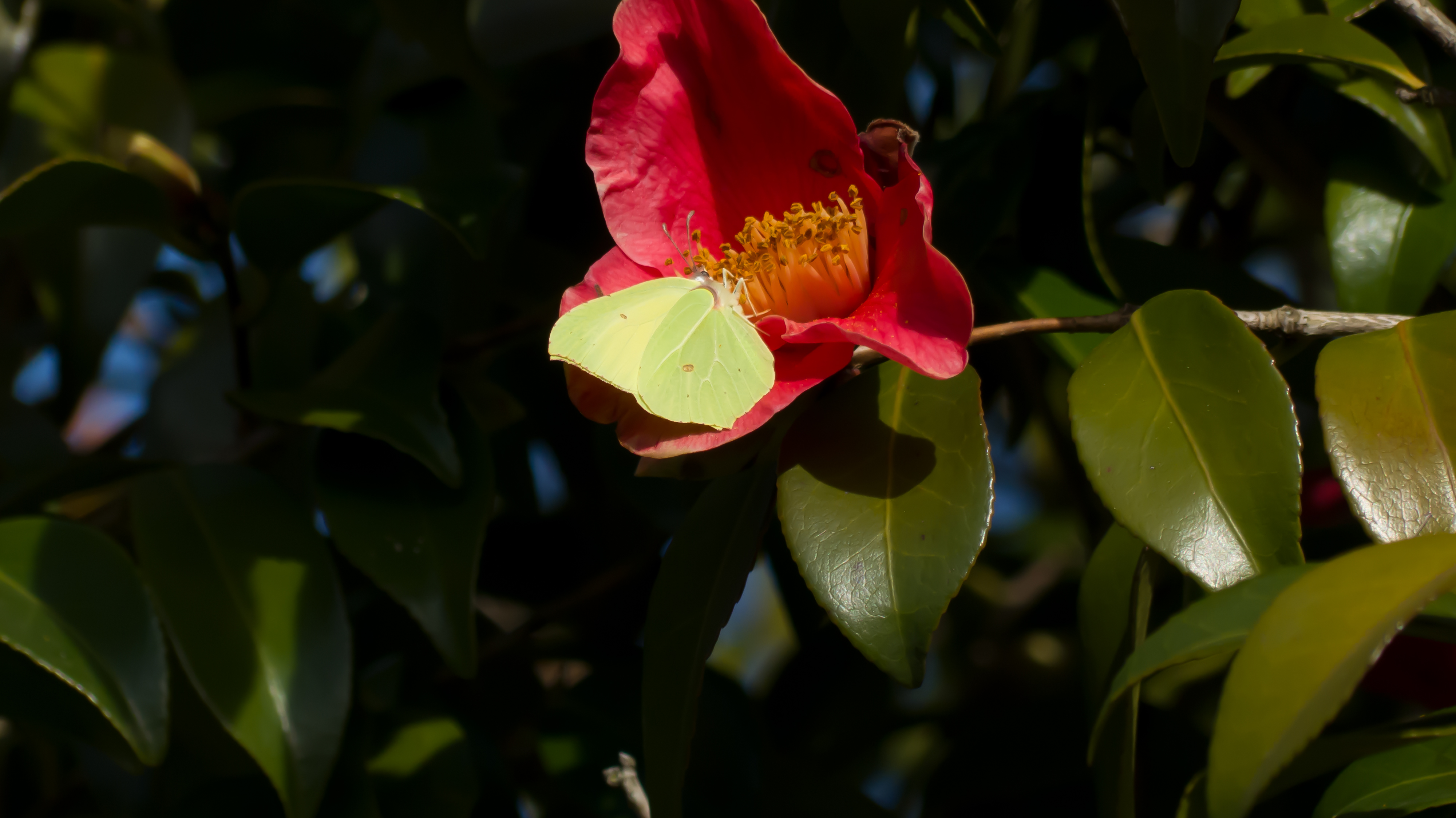 Papillon sur une fleur de camélia