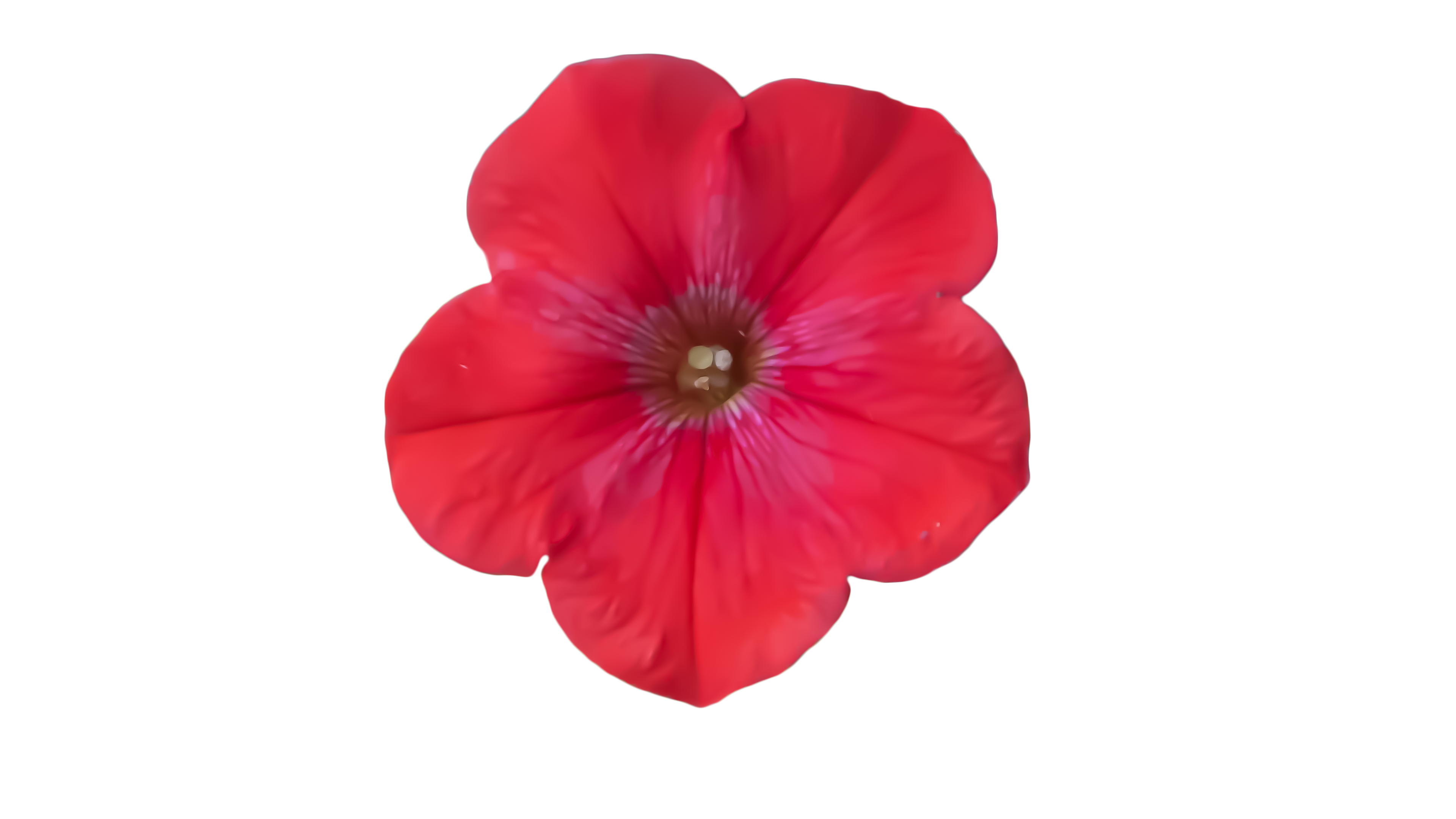 Pétunia