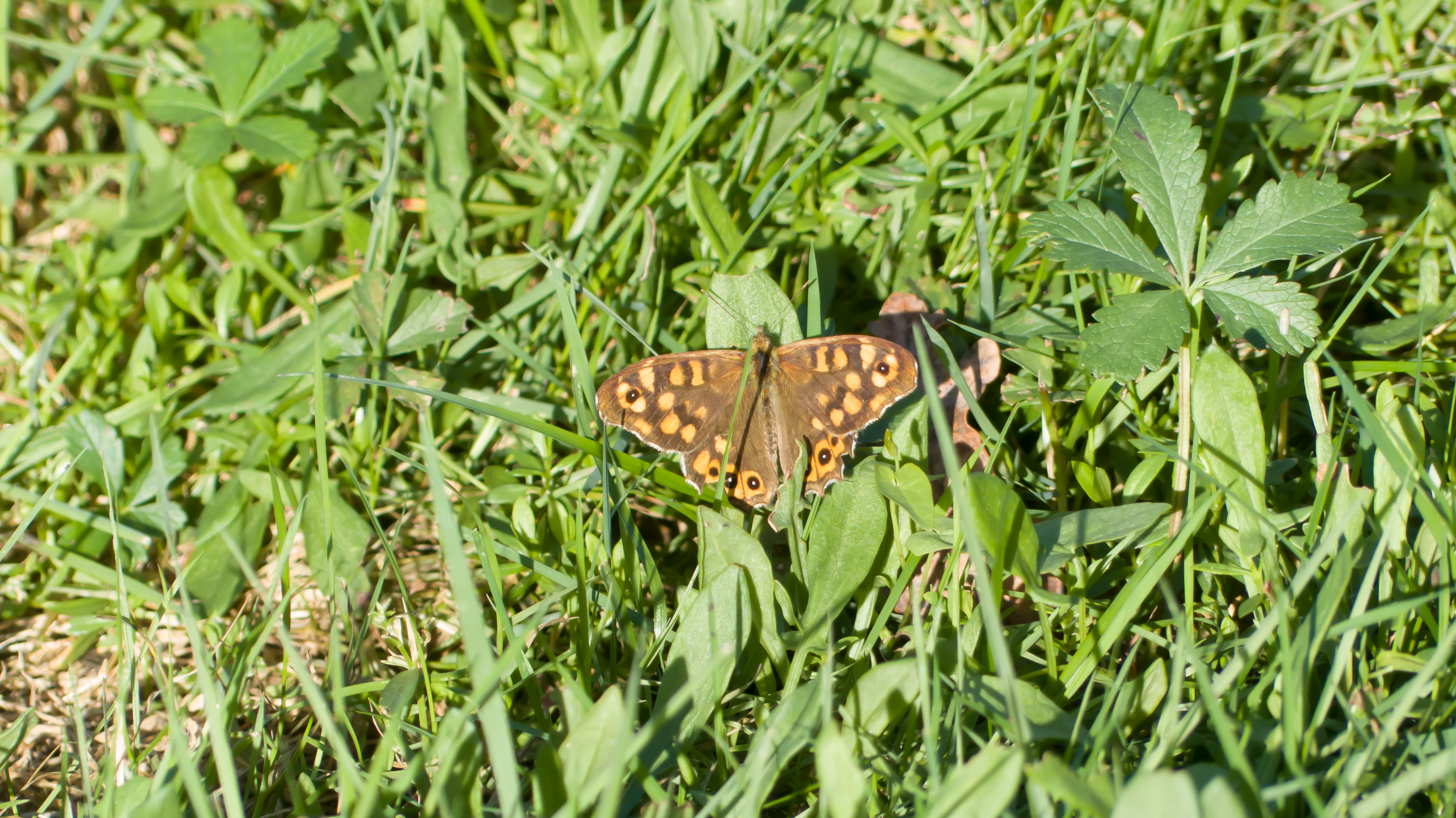 Papillon dans l'herbe