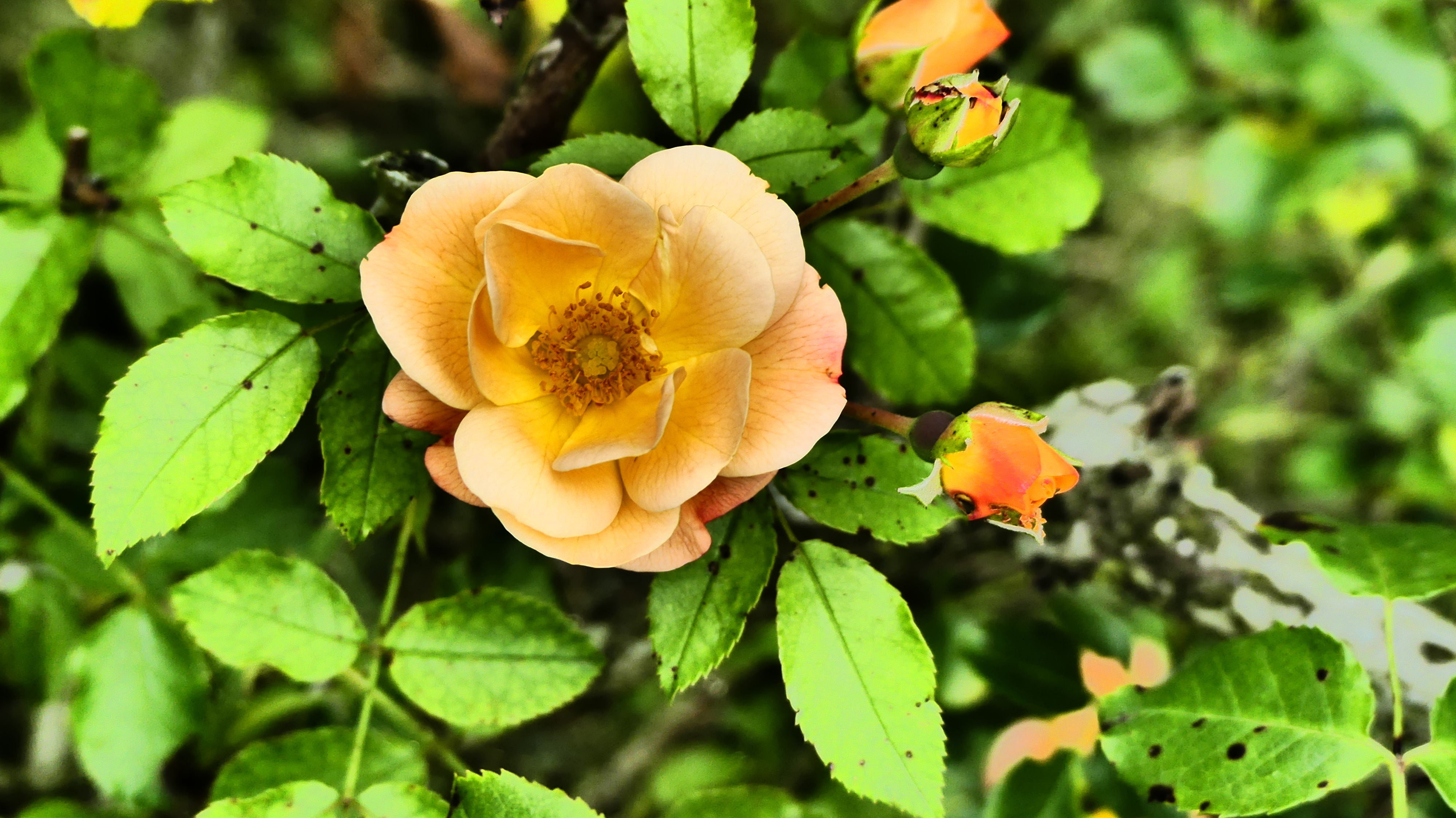 Rose impressionnisme