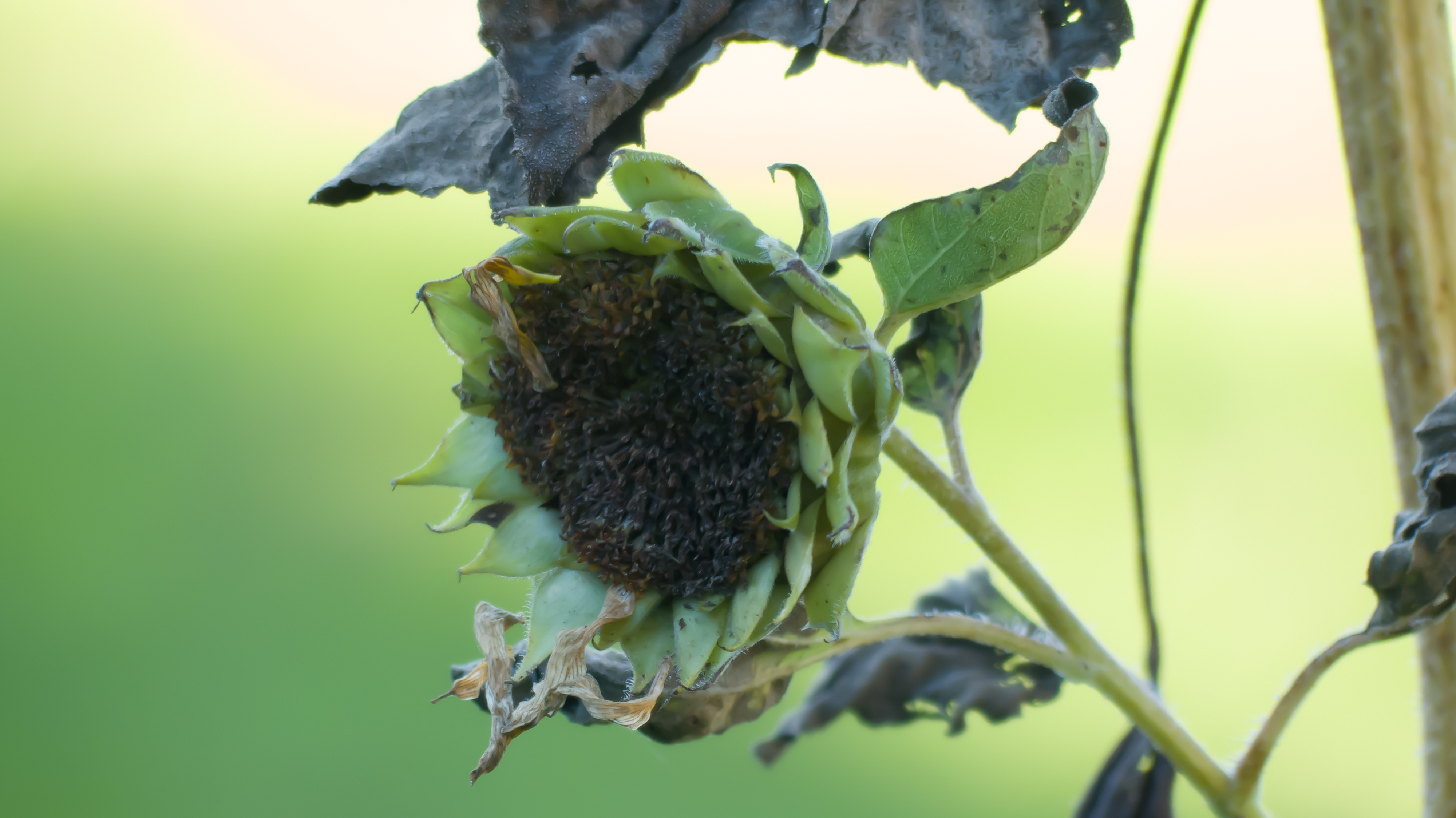 Tournesol fané