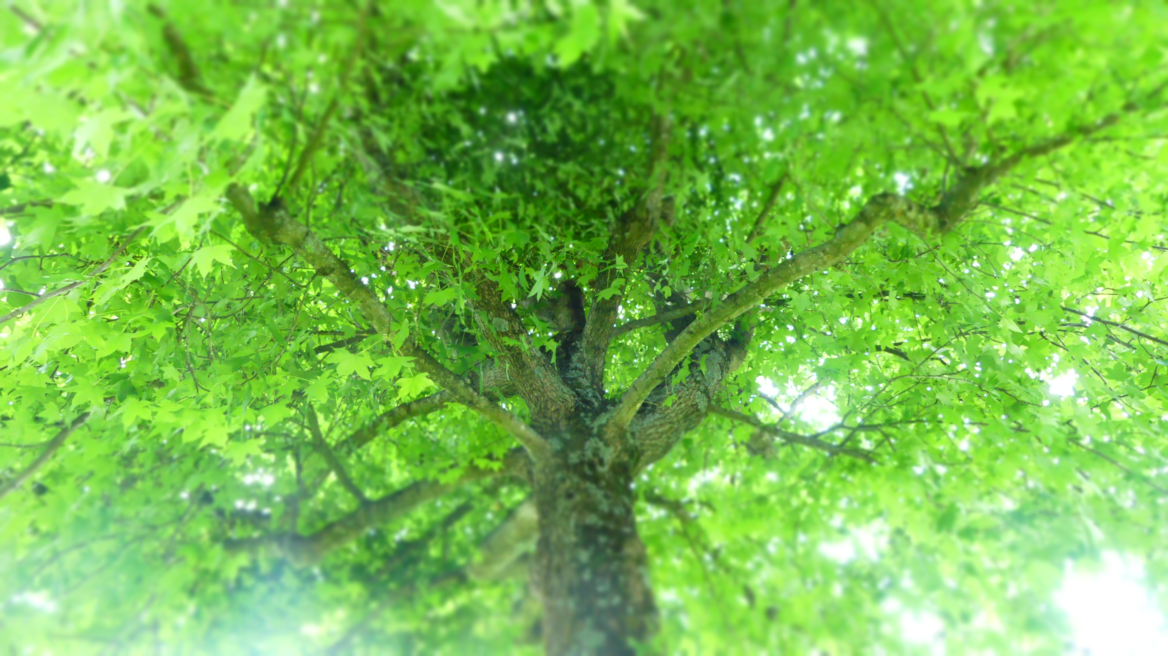 Liquidambar avec rayon de soleil