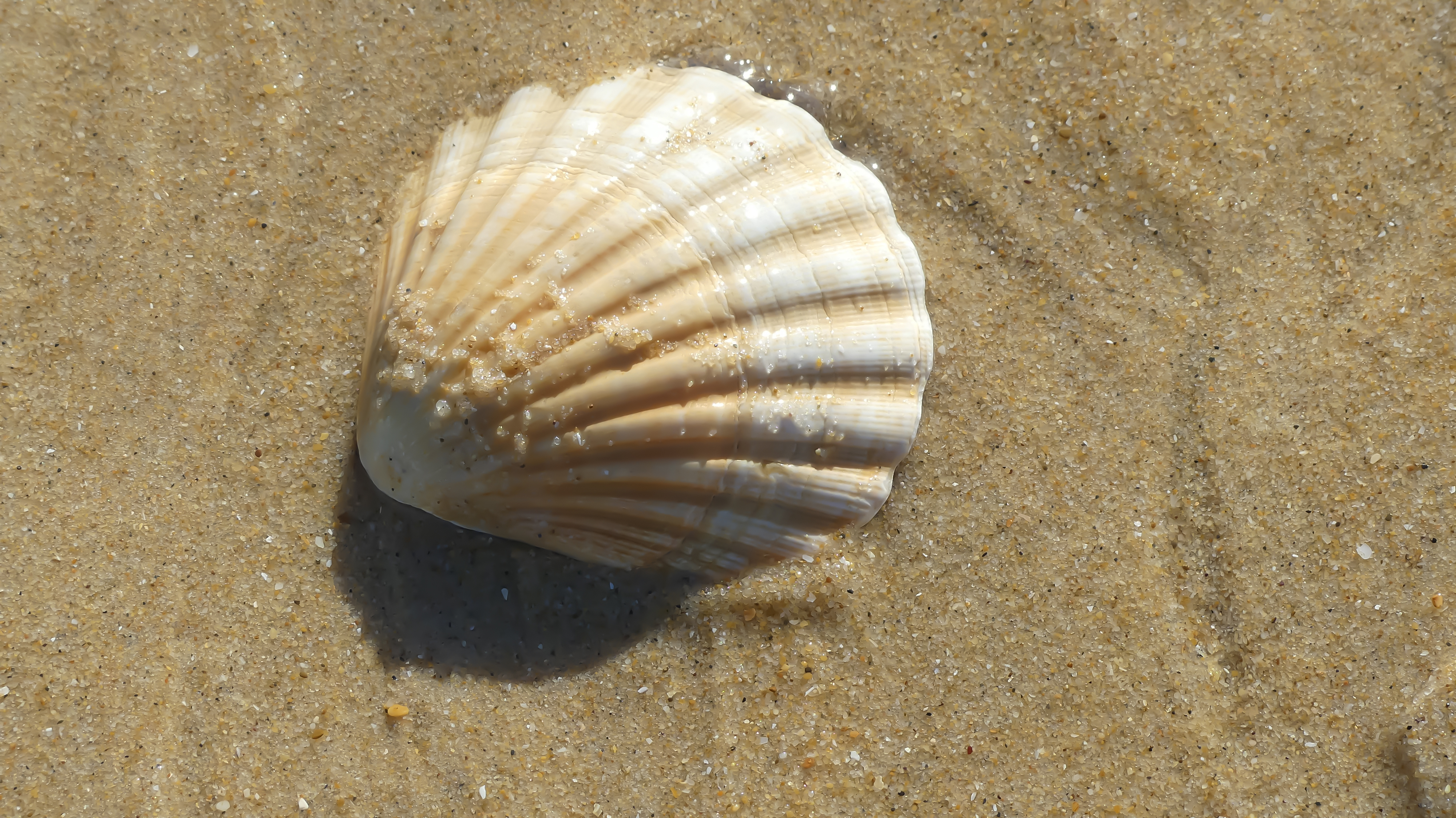 Coquille Saint-Jacques