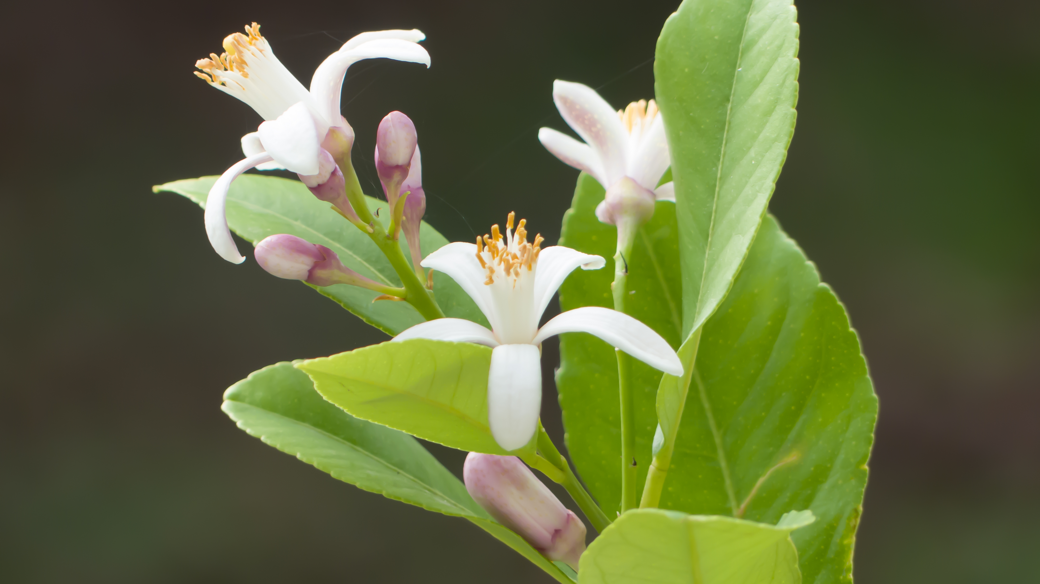 Fleurs de citronnier