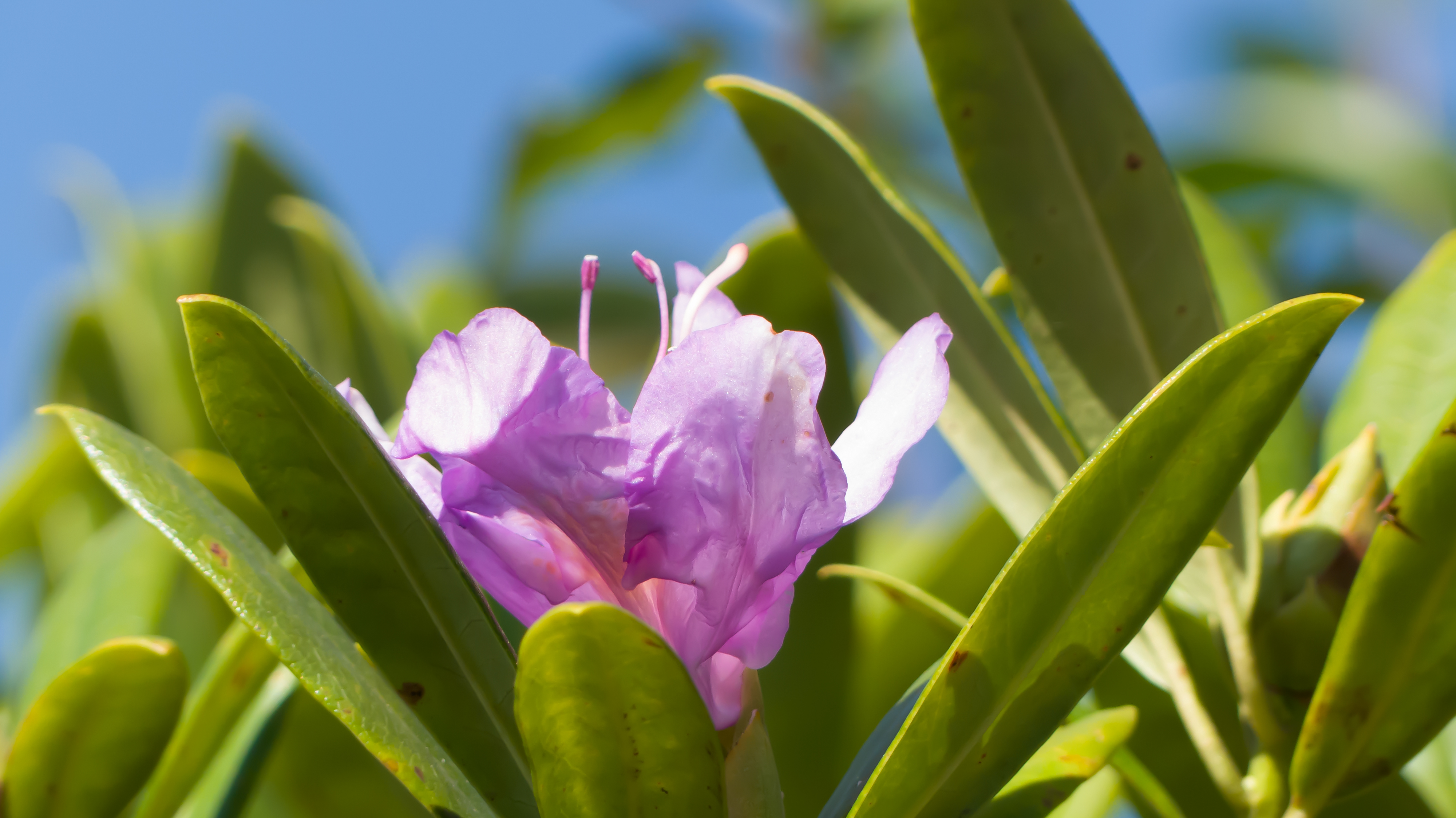 Rhododendron