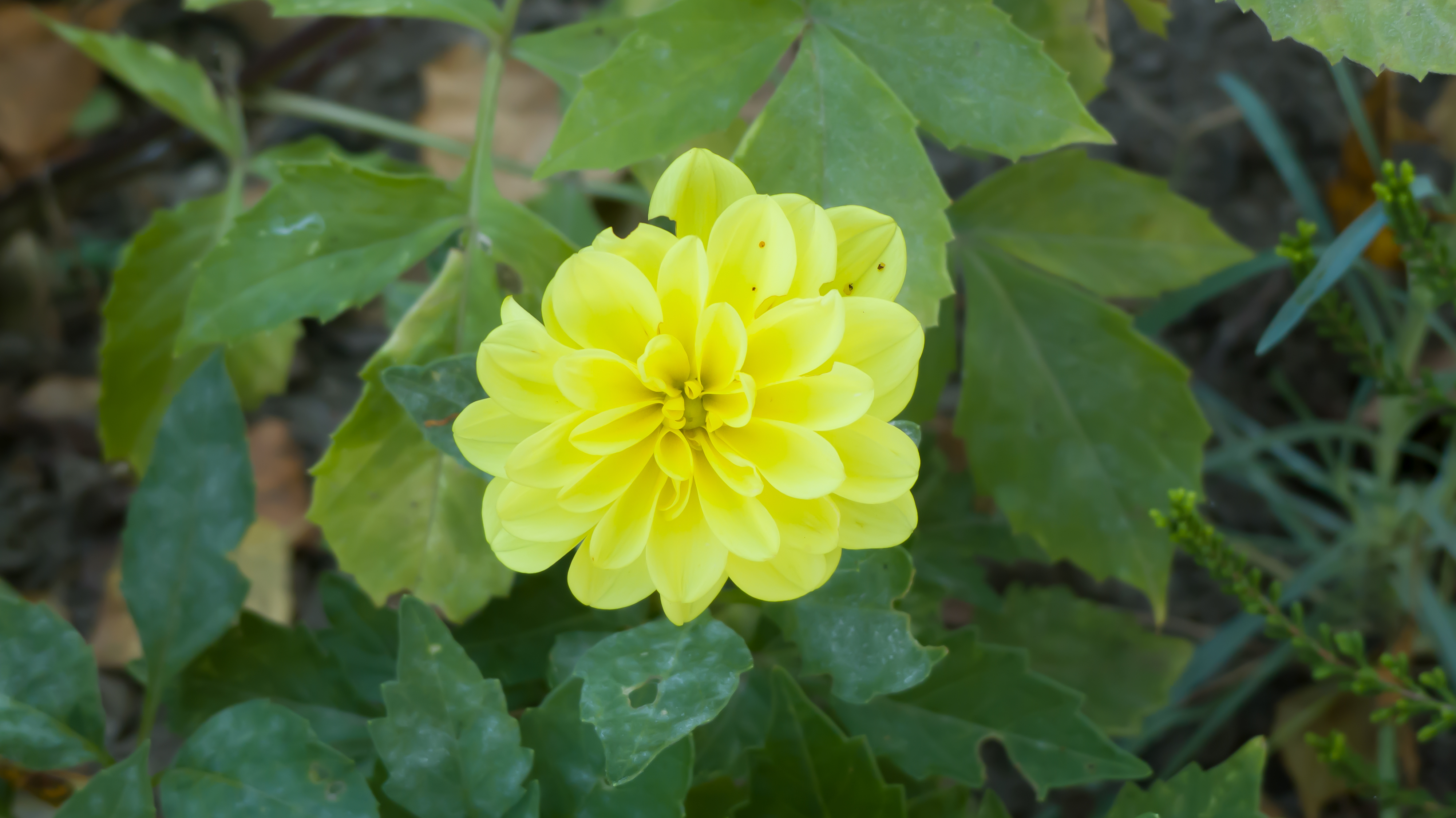 Dahlia jaune