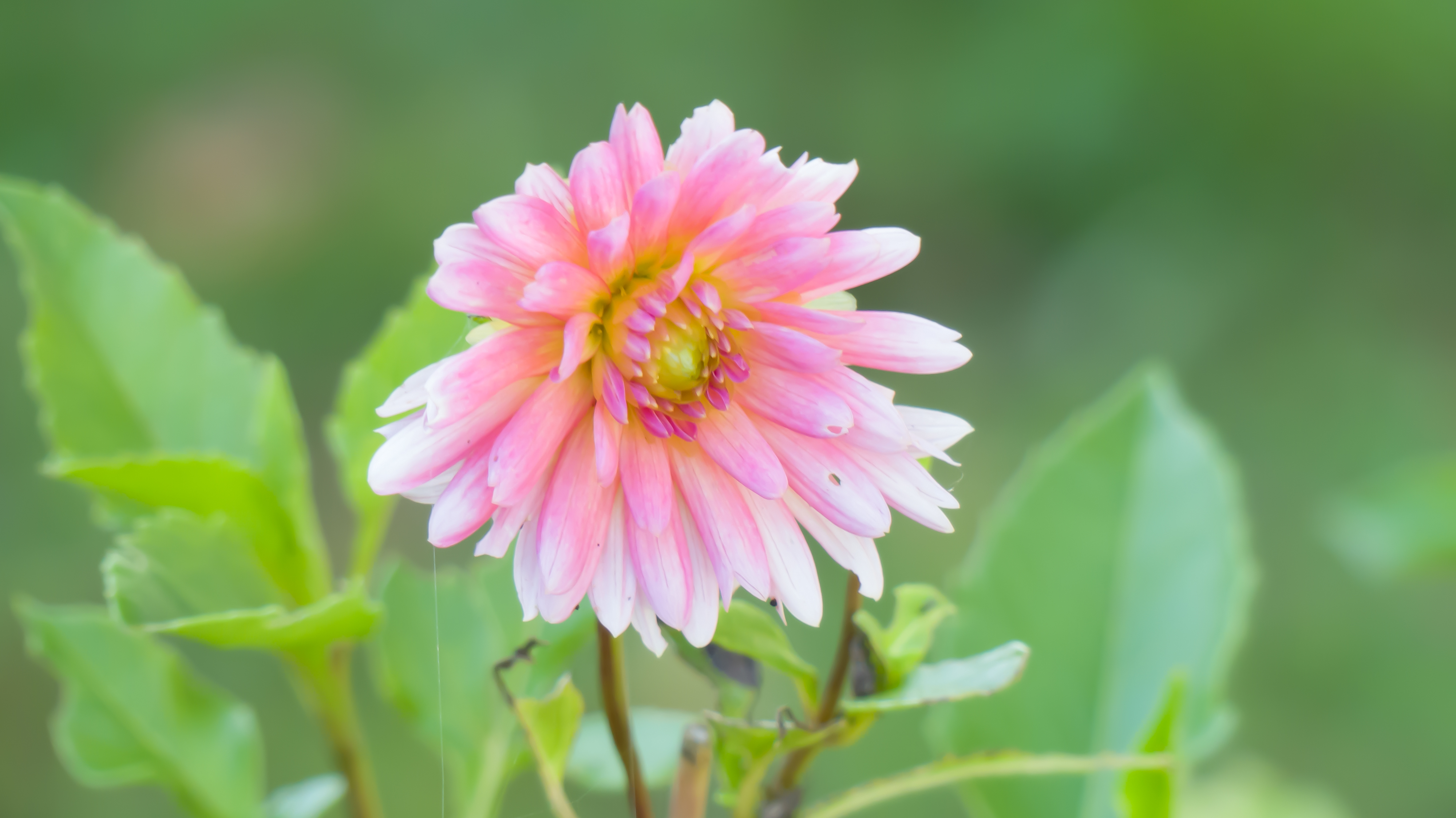Dahlia
