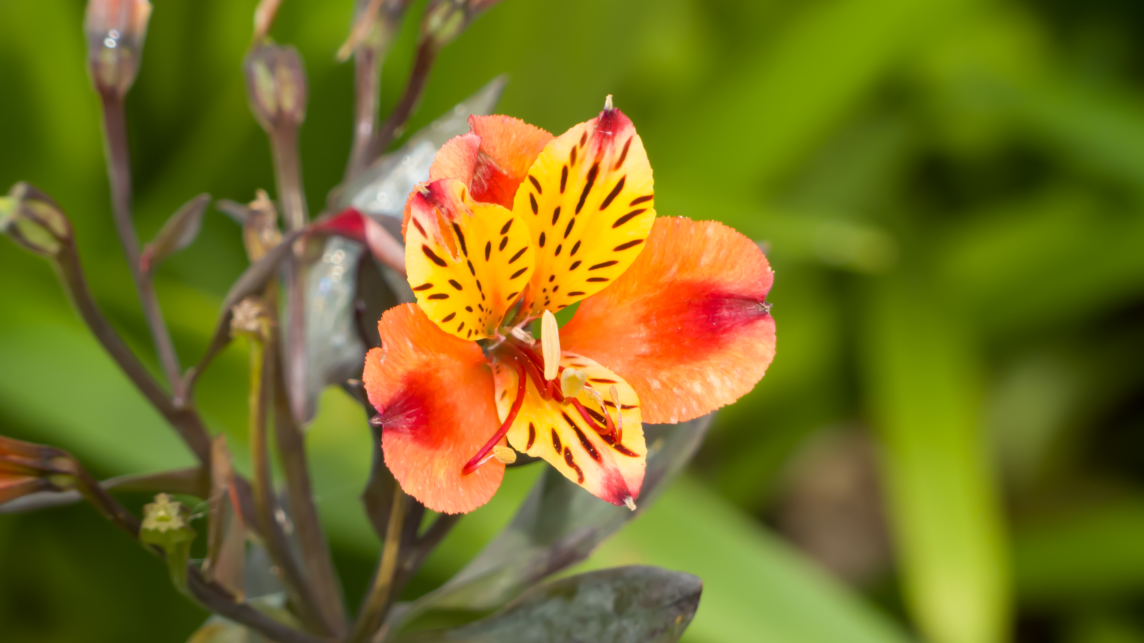 Alstroemeria orange