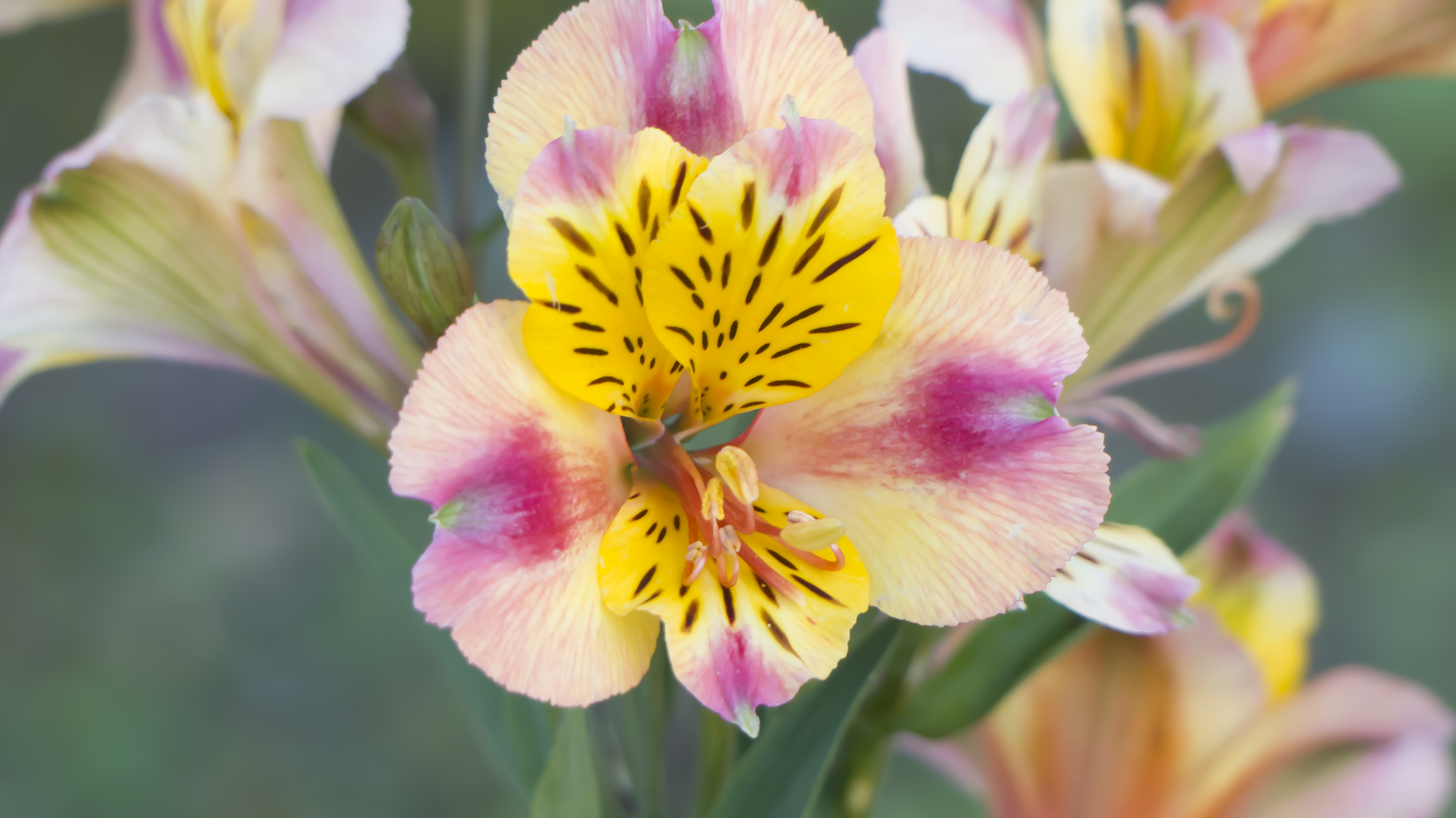 Alstroemeria rose