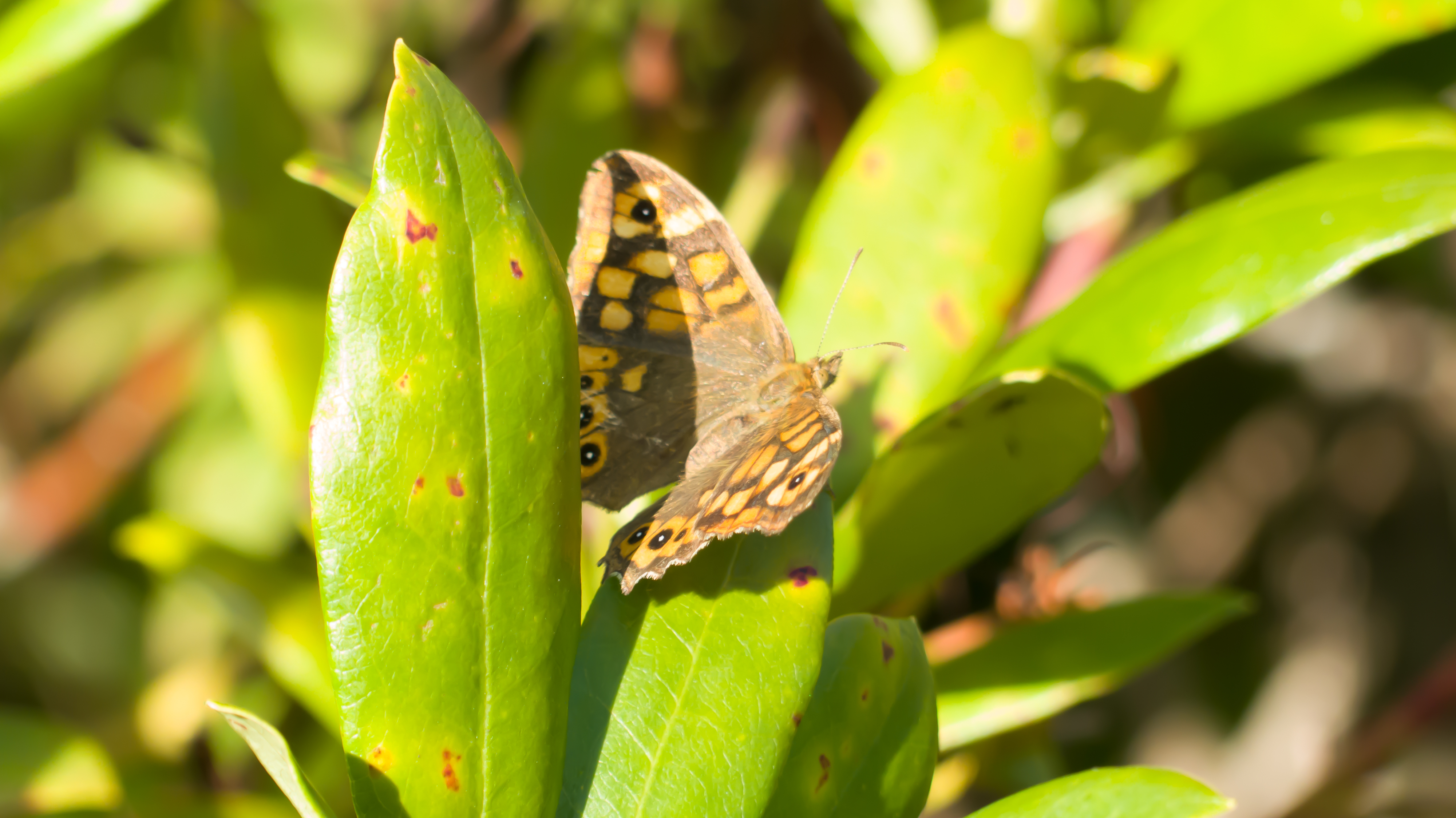 Papillon