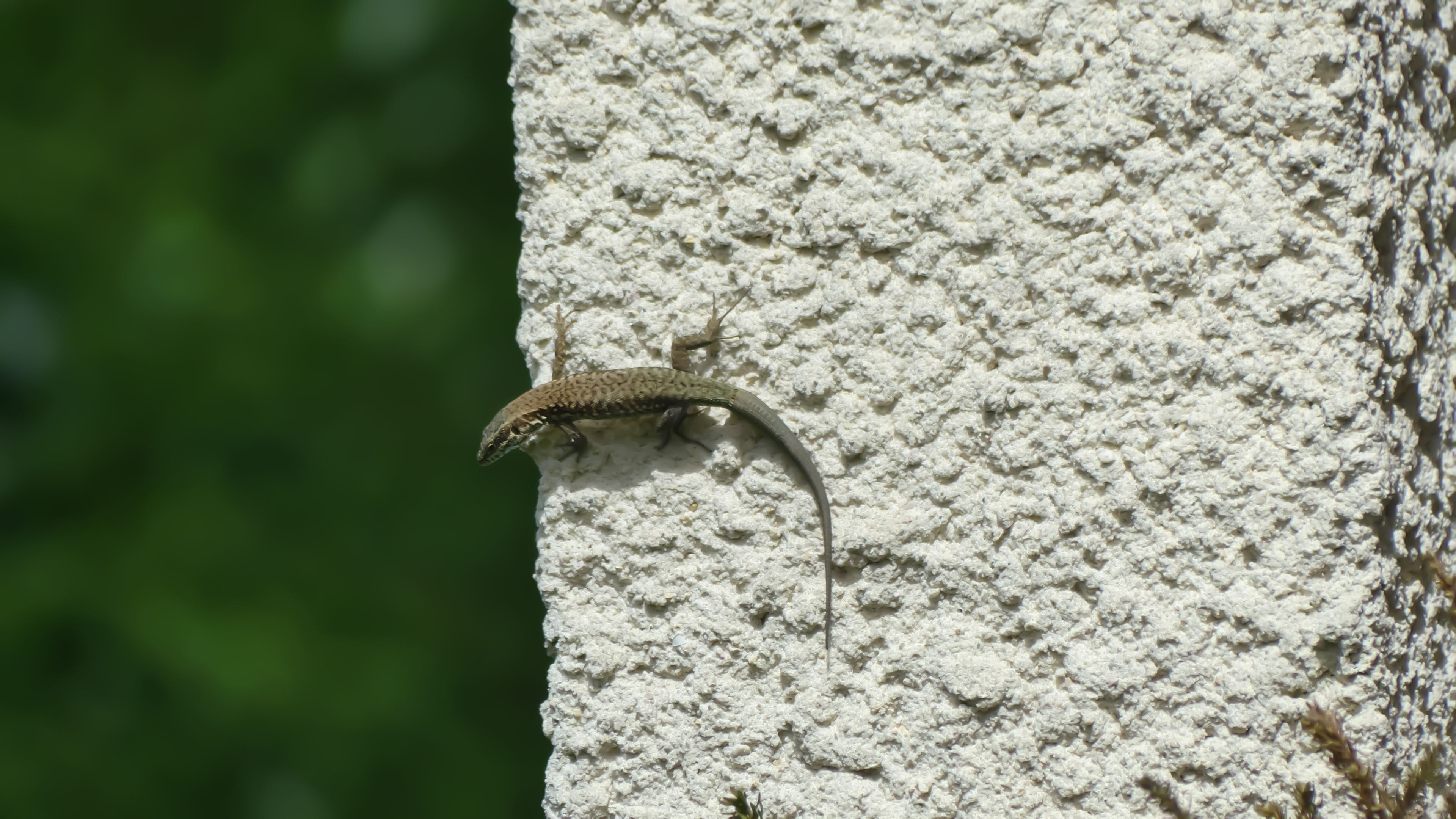Lézard
