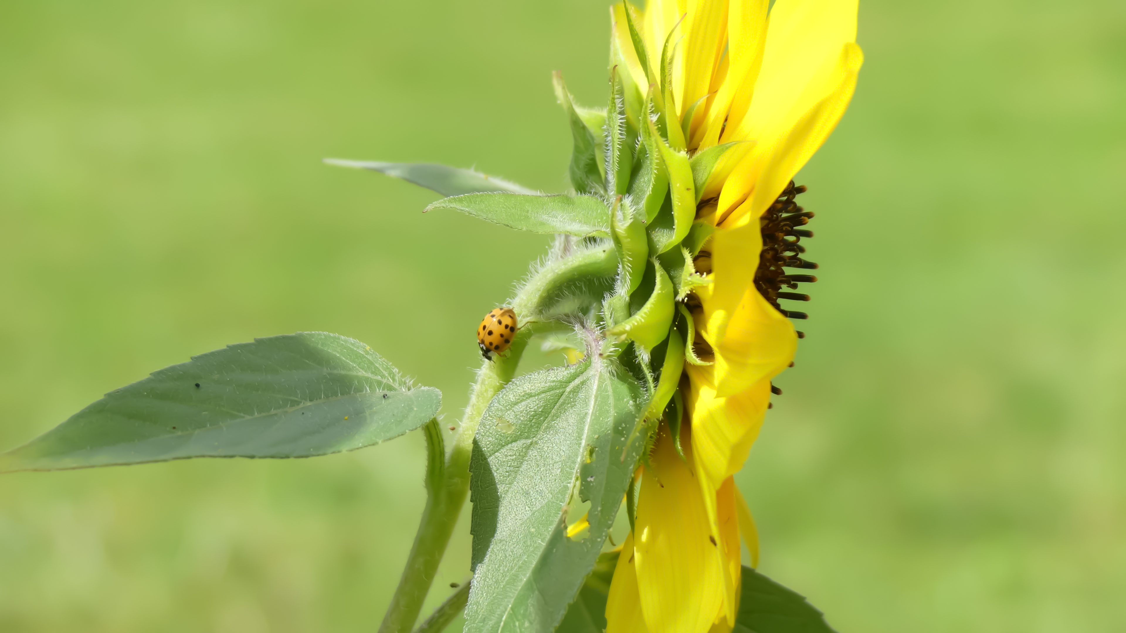 Coccinelle sur un tournesol