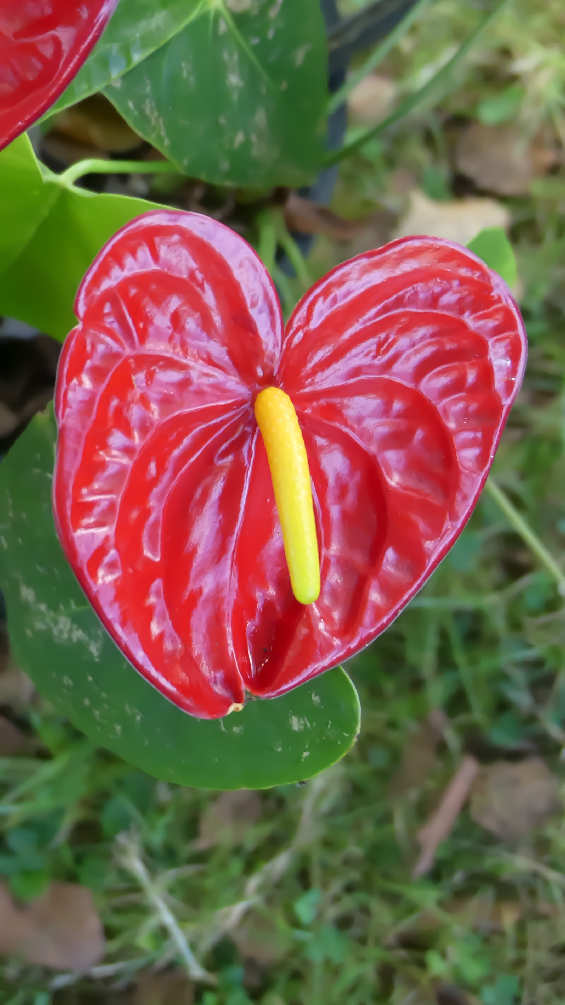 Anthurium