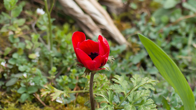 Anémone (640x360)