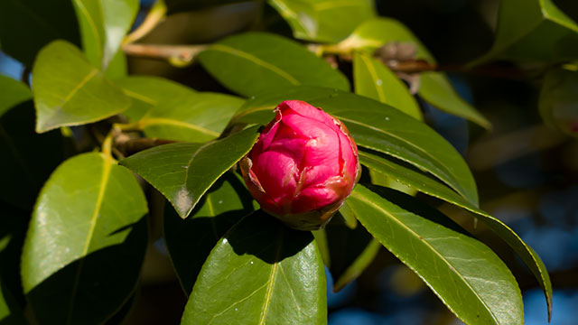 Bourgeon (640x360)