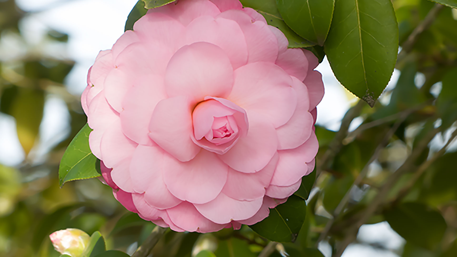 Close-up d'une fleur de camélia (1920x1080)