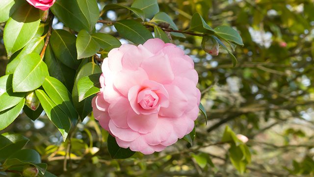 Camélia (640x360)