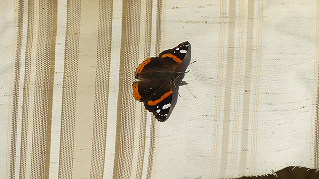 Un papillon posé sur un store part1 (1280x720)