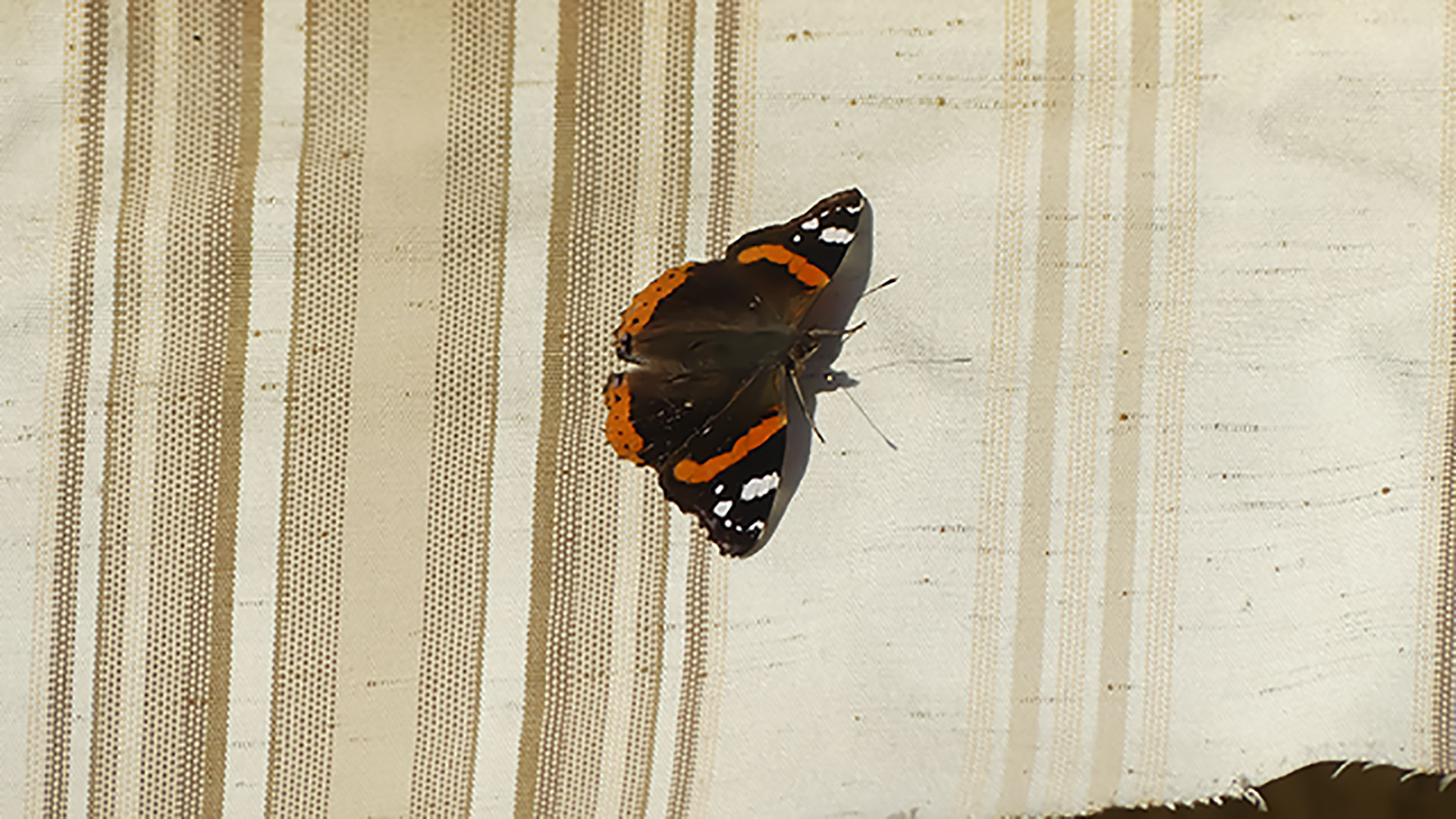 Un papillon posé sur un store part1 (1920x1080)