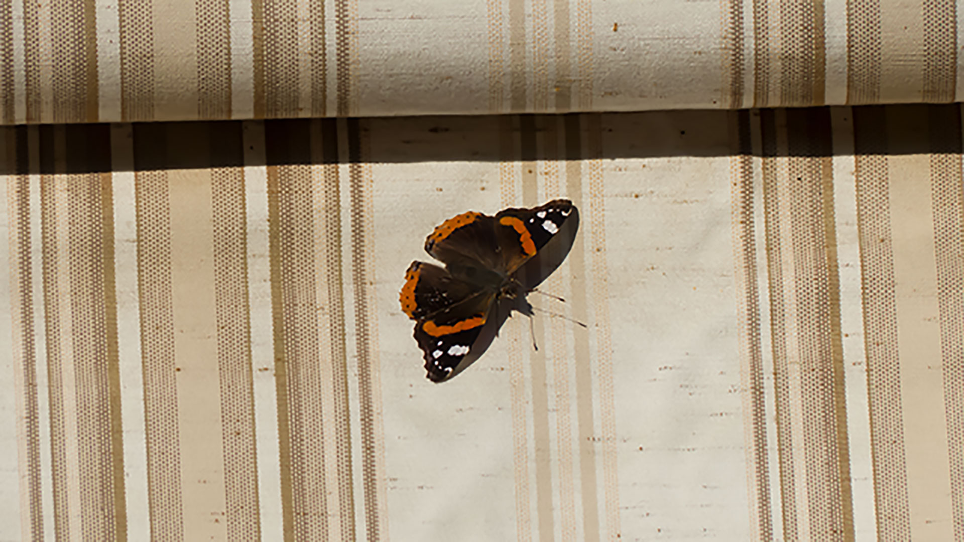 Un papillon posé sur un store part2 (1920x1080)