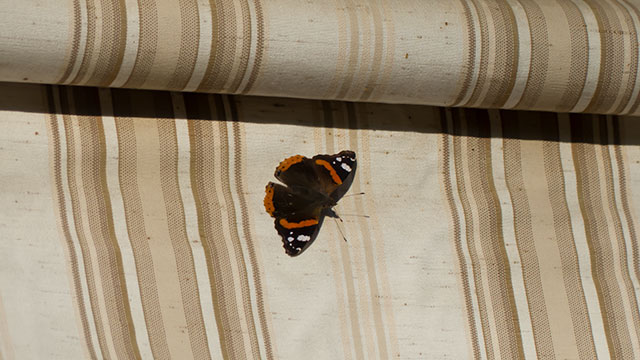 Un papillon posé sur un store part3 (640x360)