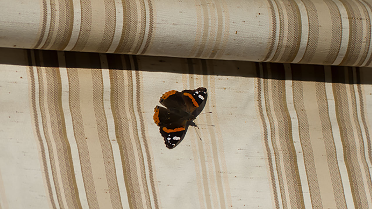 Un papillon posé sur un store part3 (1280x720)