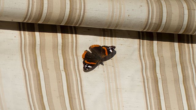 Un papillon posé sur un store part4 (640x360)