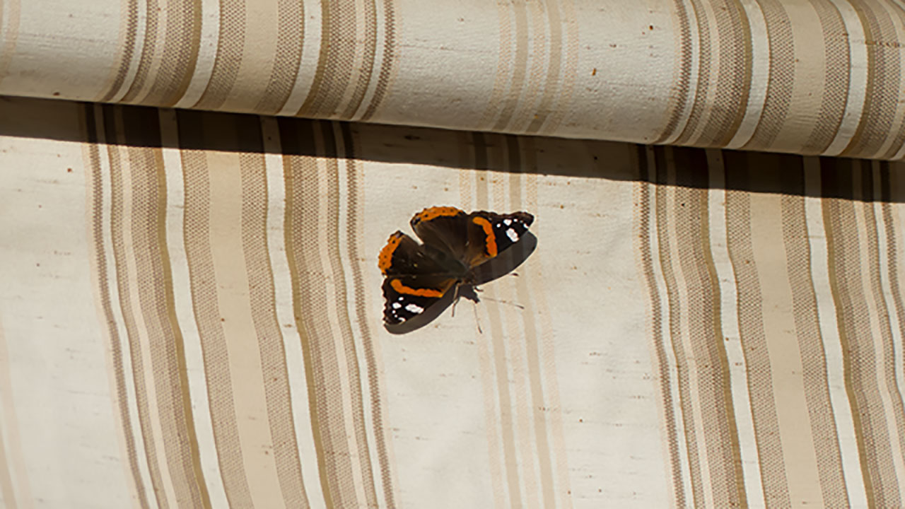 Un papillon posé sur un store part4 (1280x720)