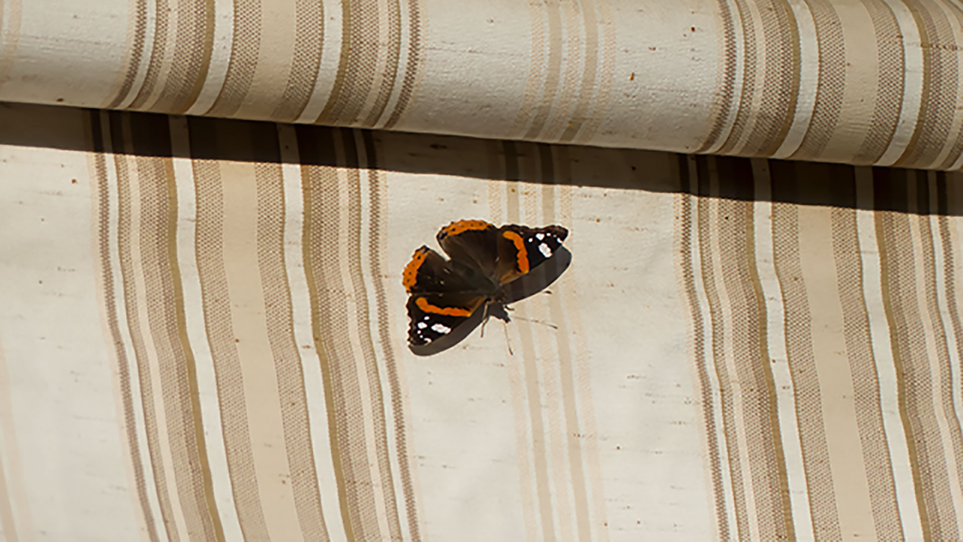 Un papillon posé sur un store part4 (1920x1080)