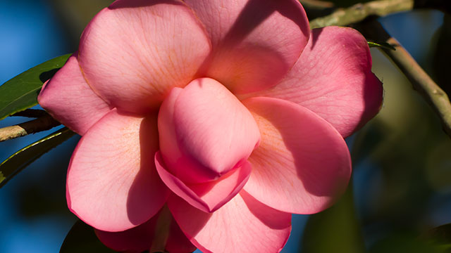 Bouton de camélia close-up (640x360)