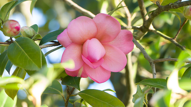 Bouton de camélia (640x360)