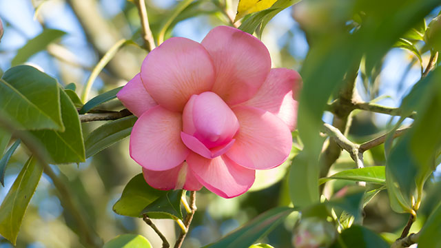Bouton de camélia (640x360)