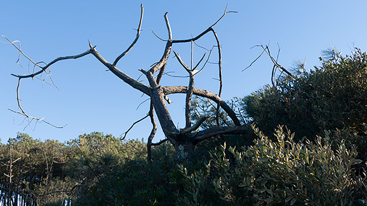 Un arbre (1280x720)