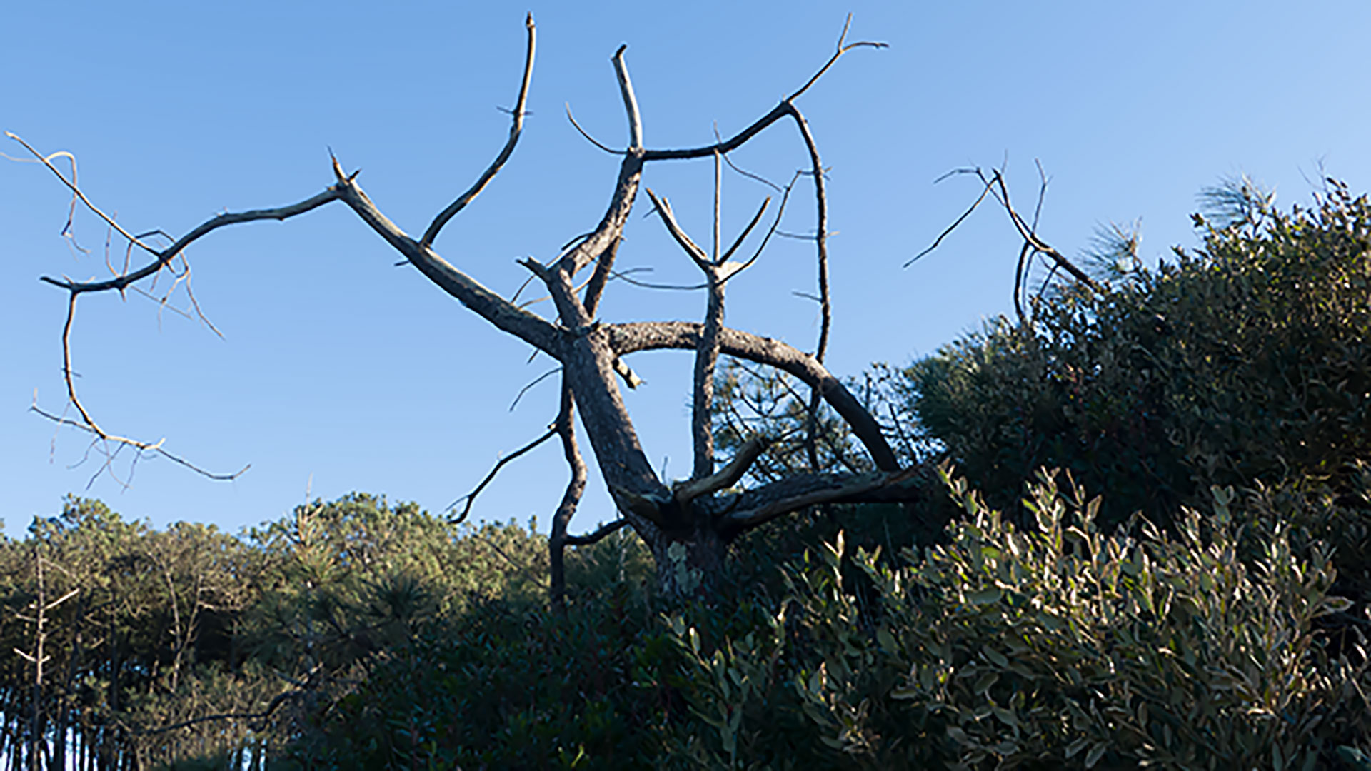 Un arbre (1920x1080)
