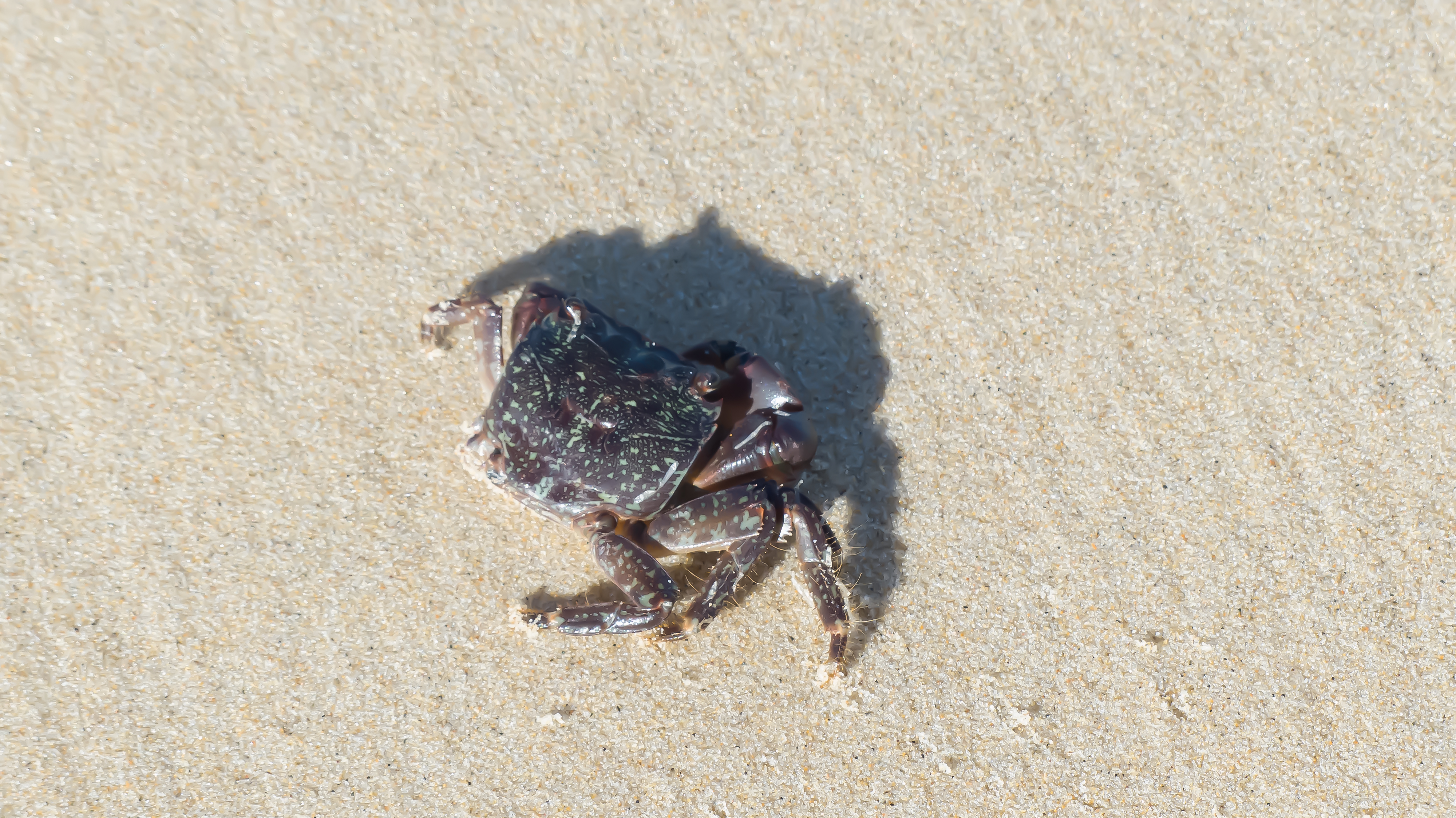 Vidéo d'un crabe marchant sur le sable