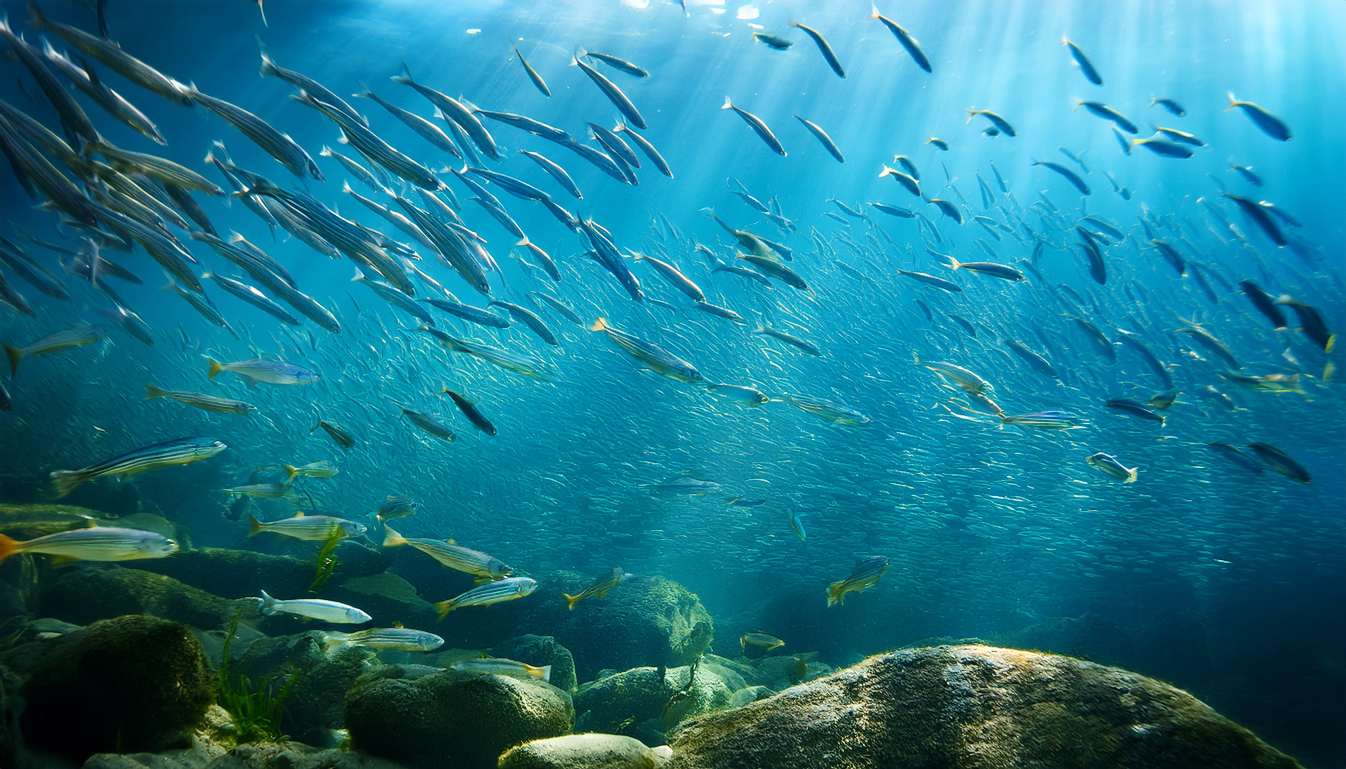 Vidéo d'une bande de poissons