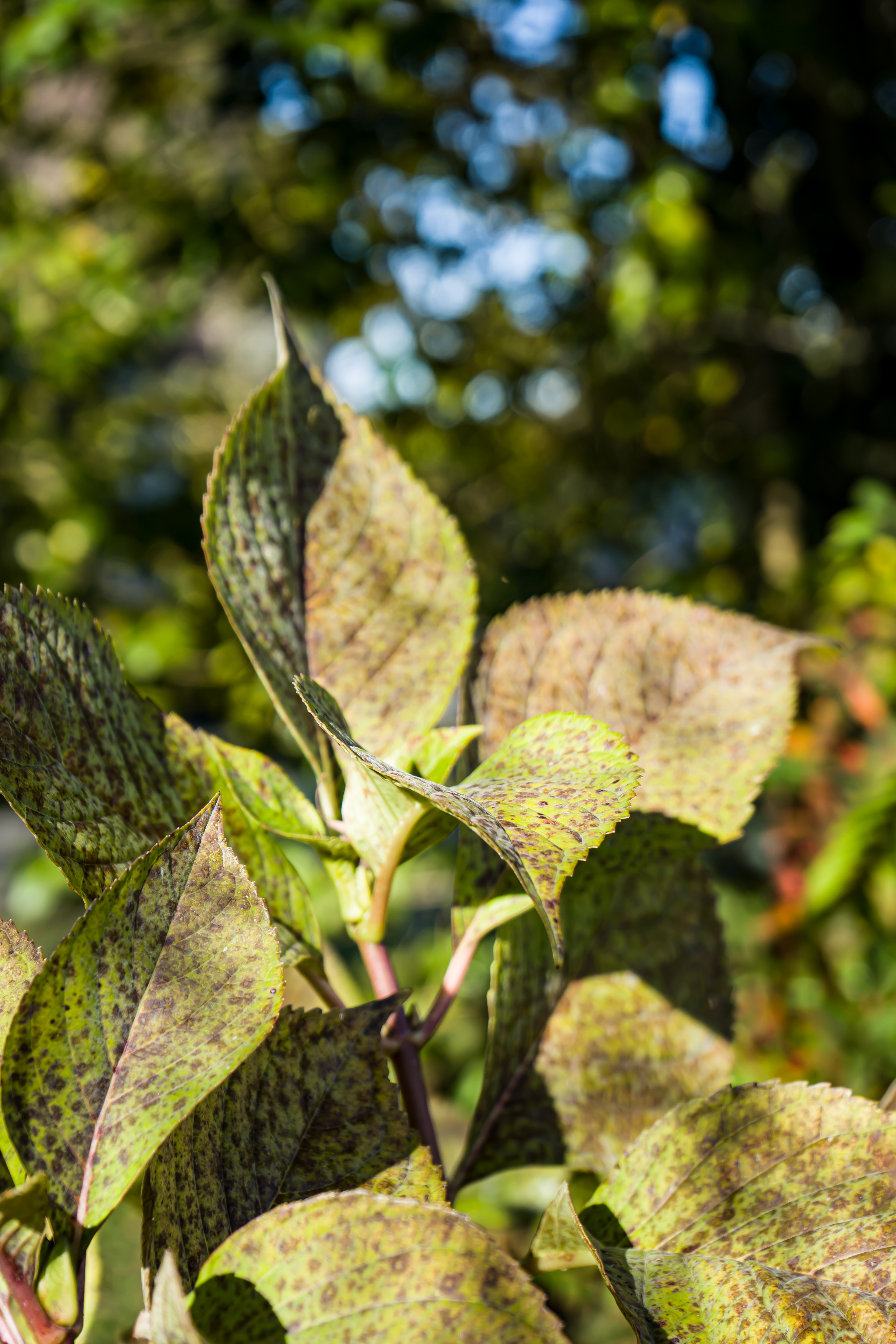Feuilles Hortensia portrait