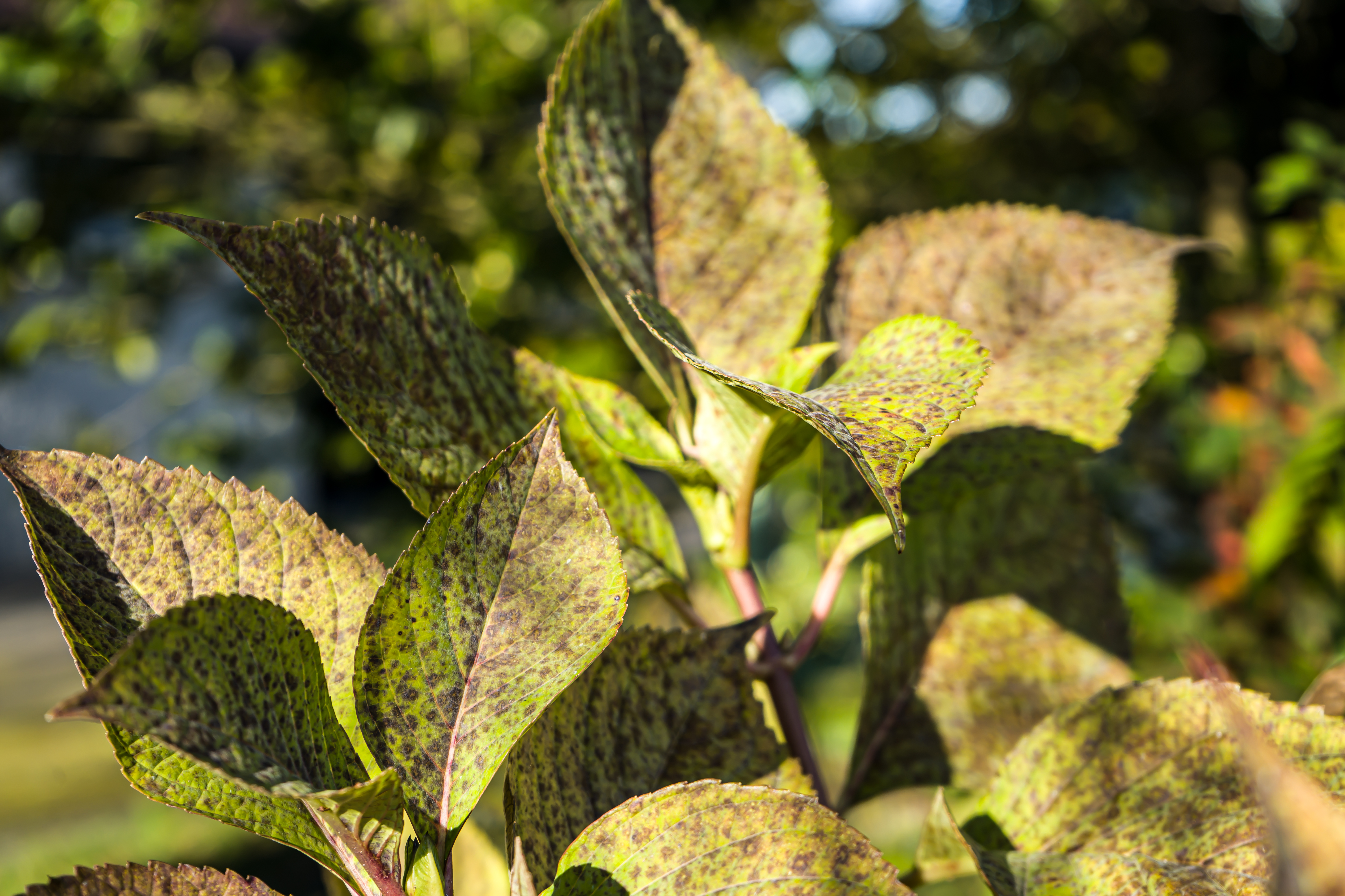 Feuilles Hortensia 