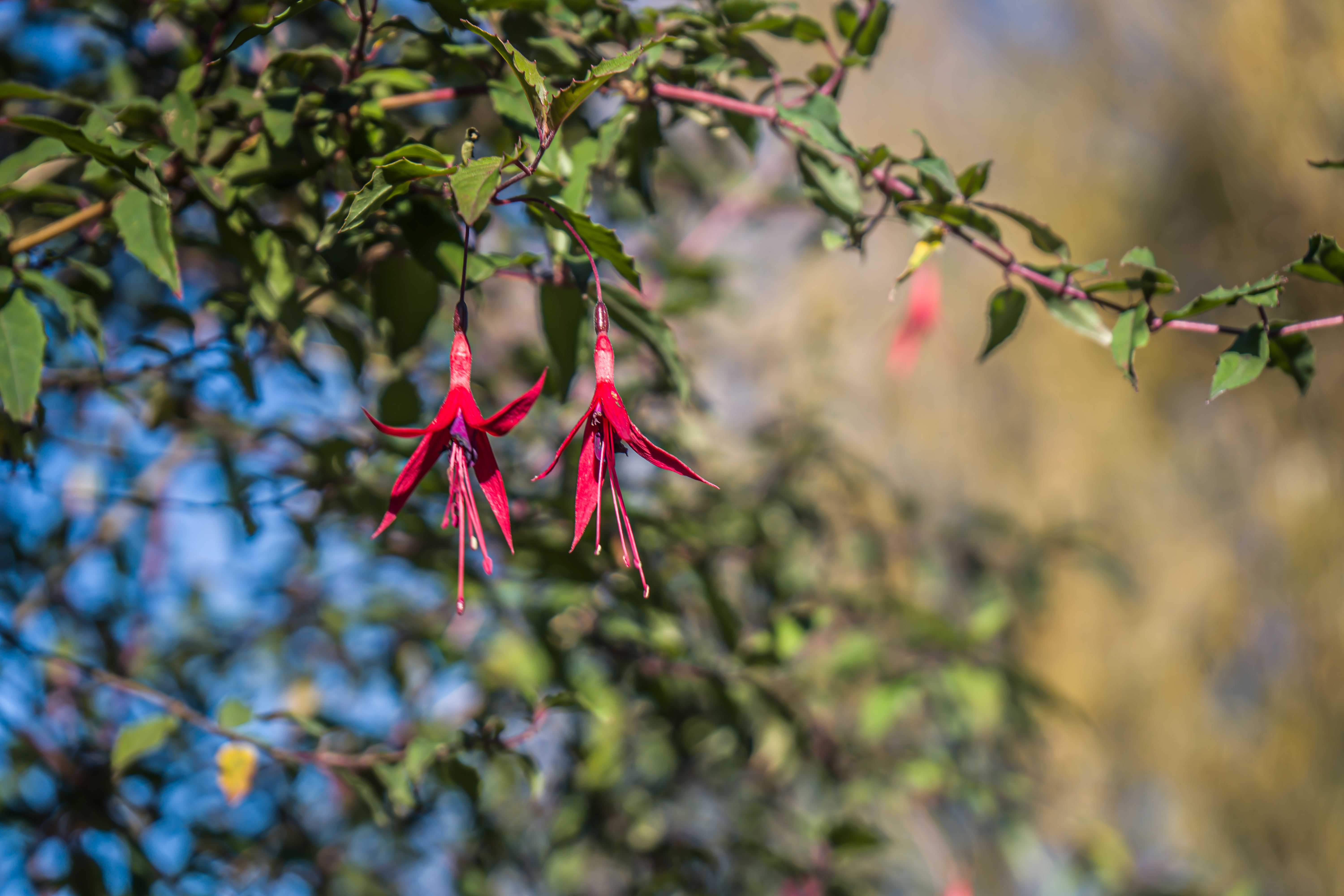 Fuchsia
