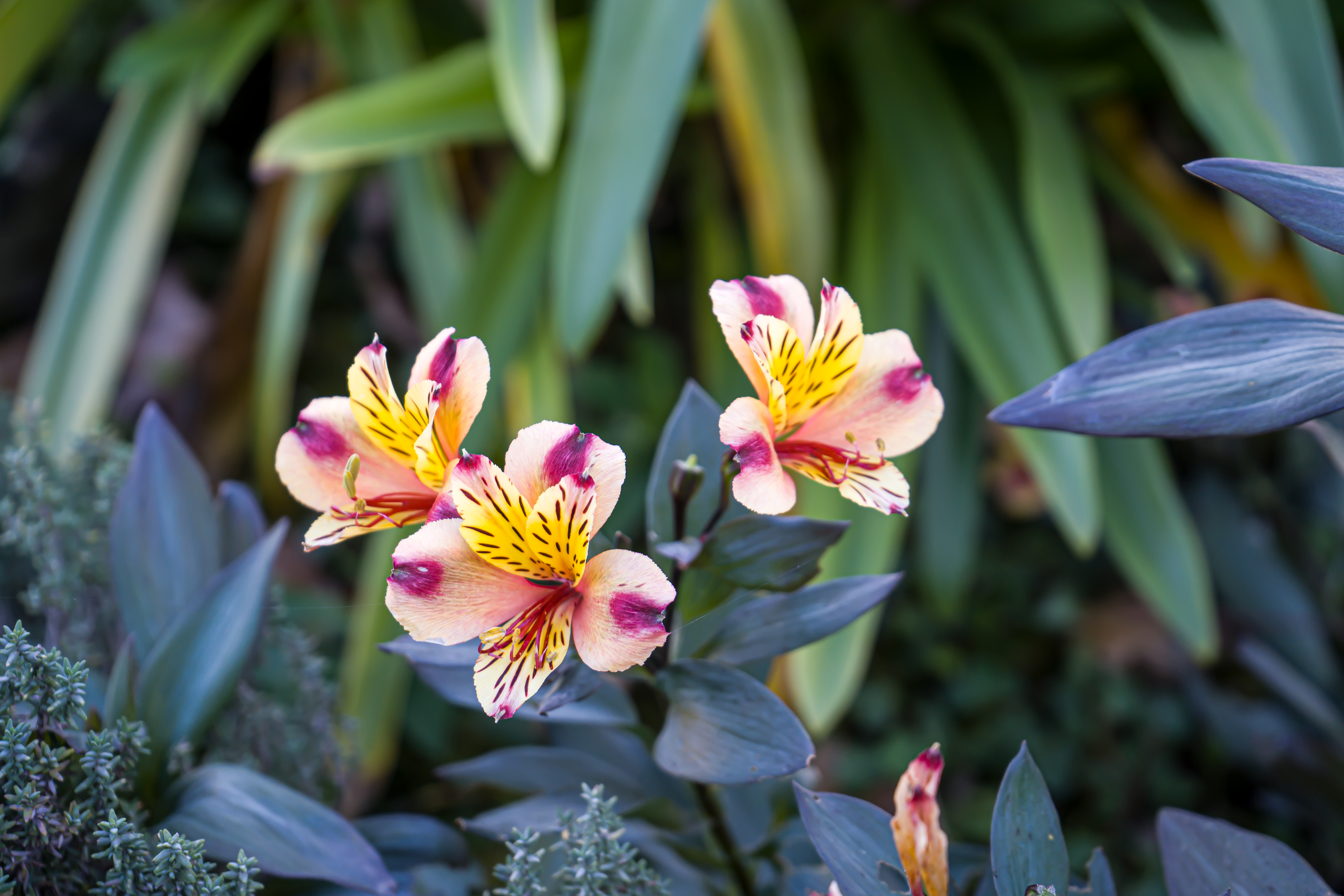 Alstroemerias macro