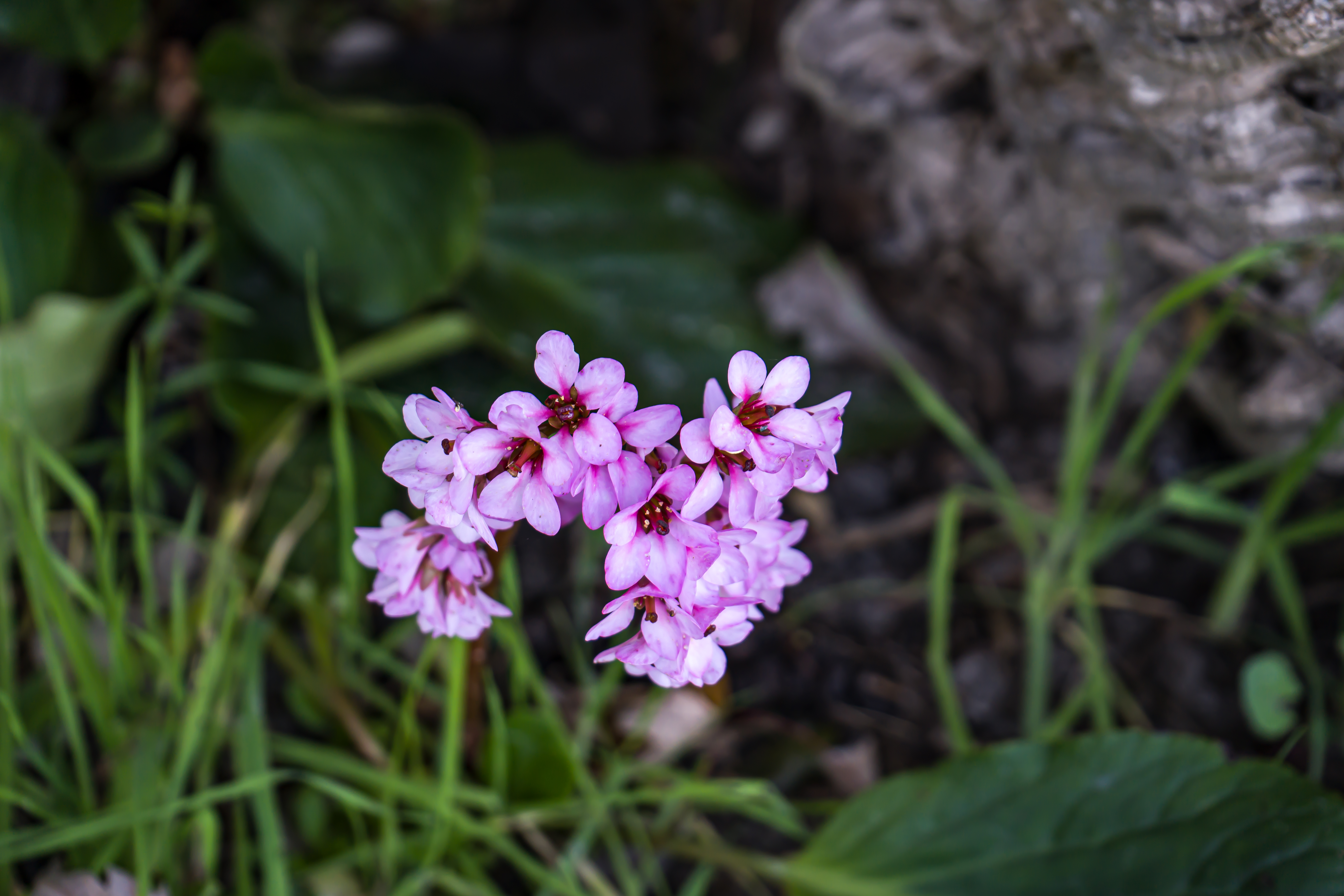 Bergenia